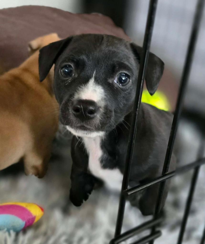 Gabriel, a Adoptable mixed breed in Bristol, WI image 2/5