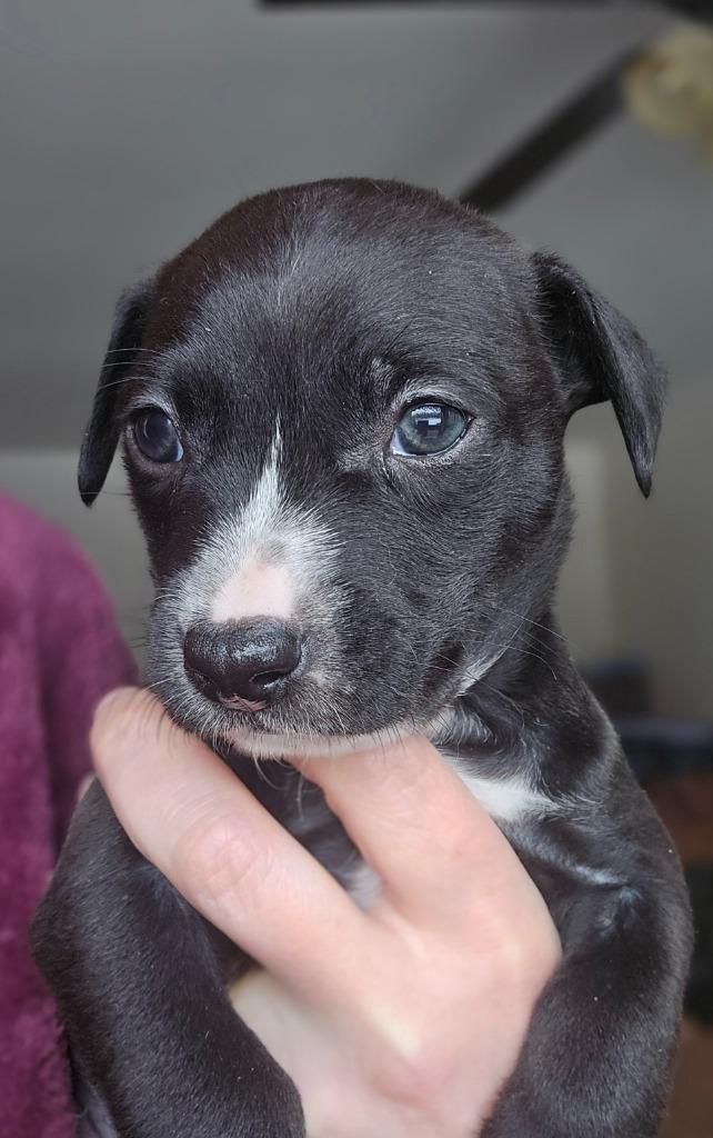 Gabriel, a Adoptable mixed breed in Bristol, WI image 3/5