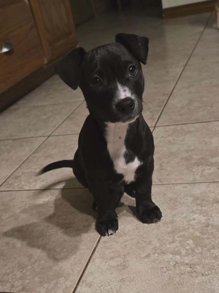 Gabriel, a Adoptable mixed breed in Bristol, WI image 4/5