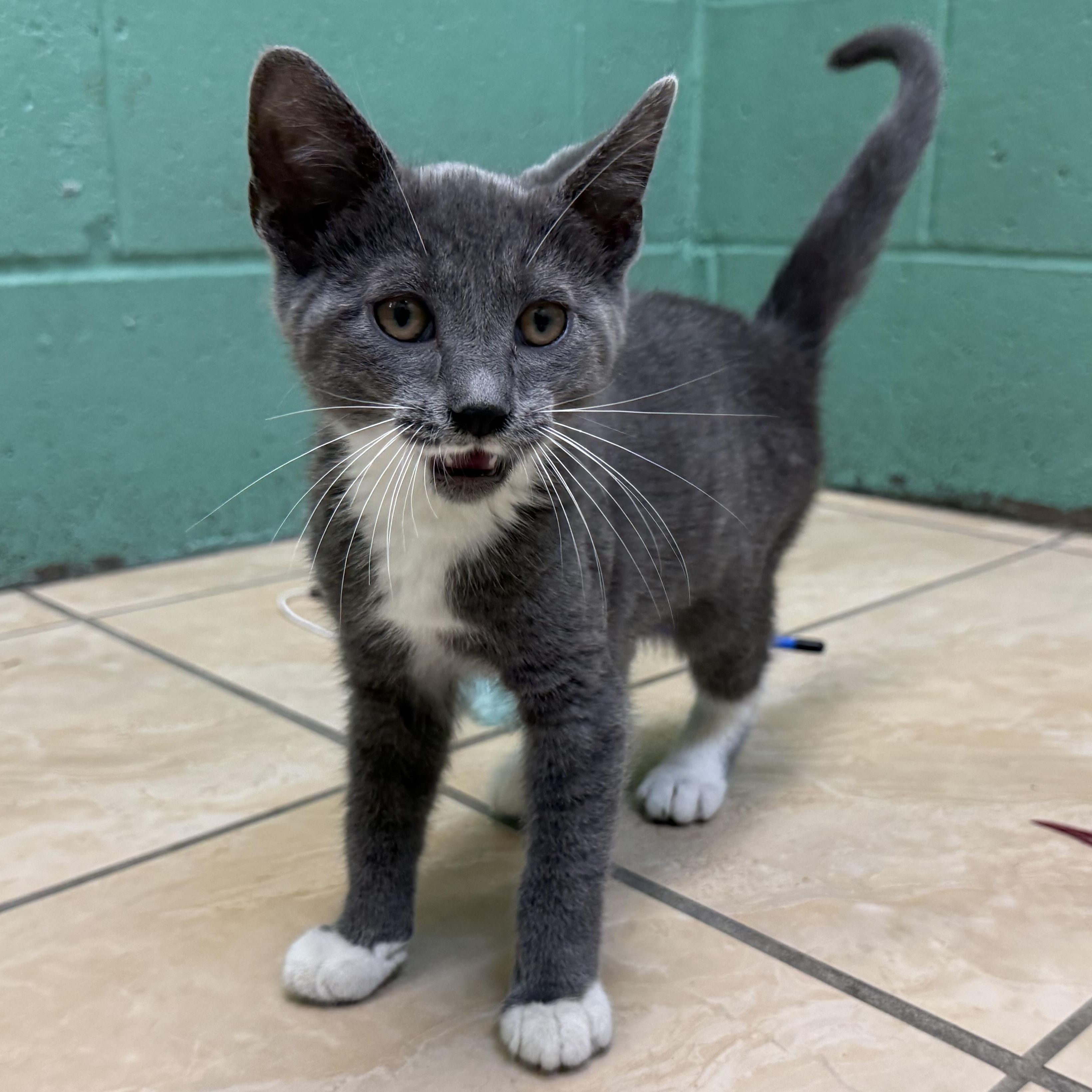 Boots, Baby Male Domestic Short Hair