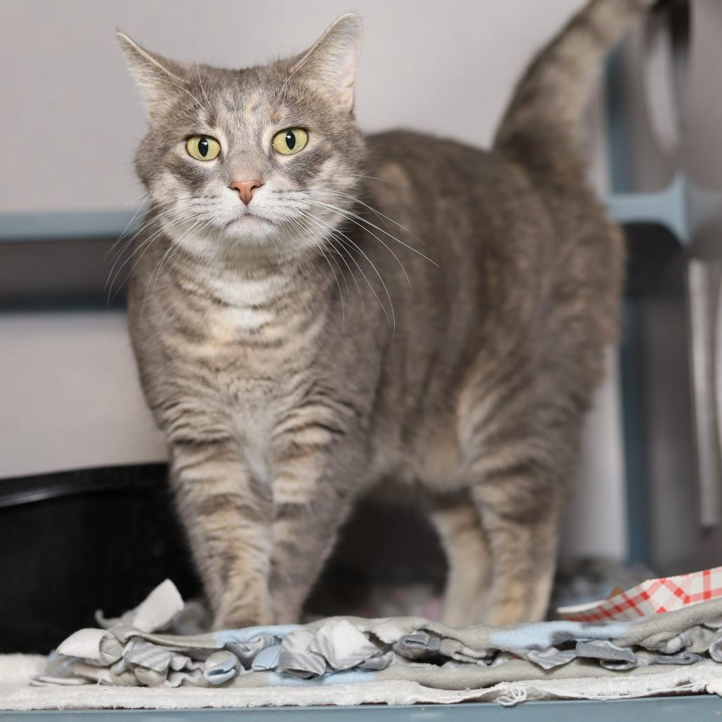 Harley — thumbnail 2