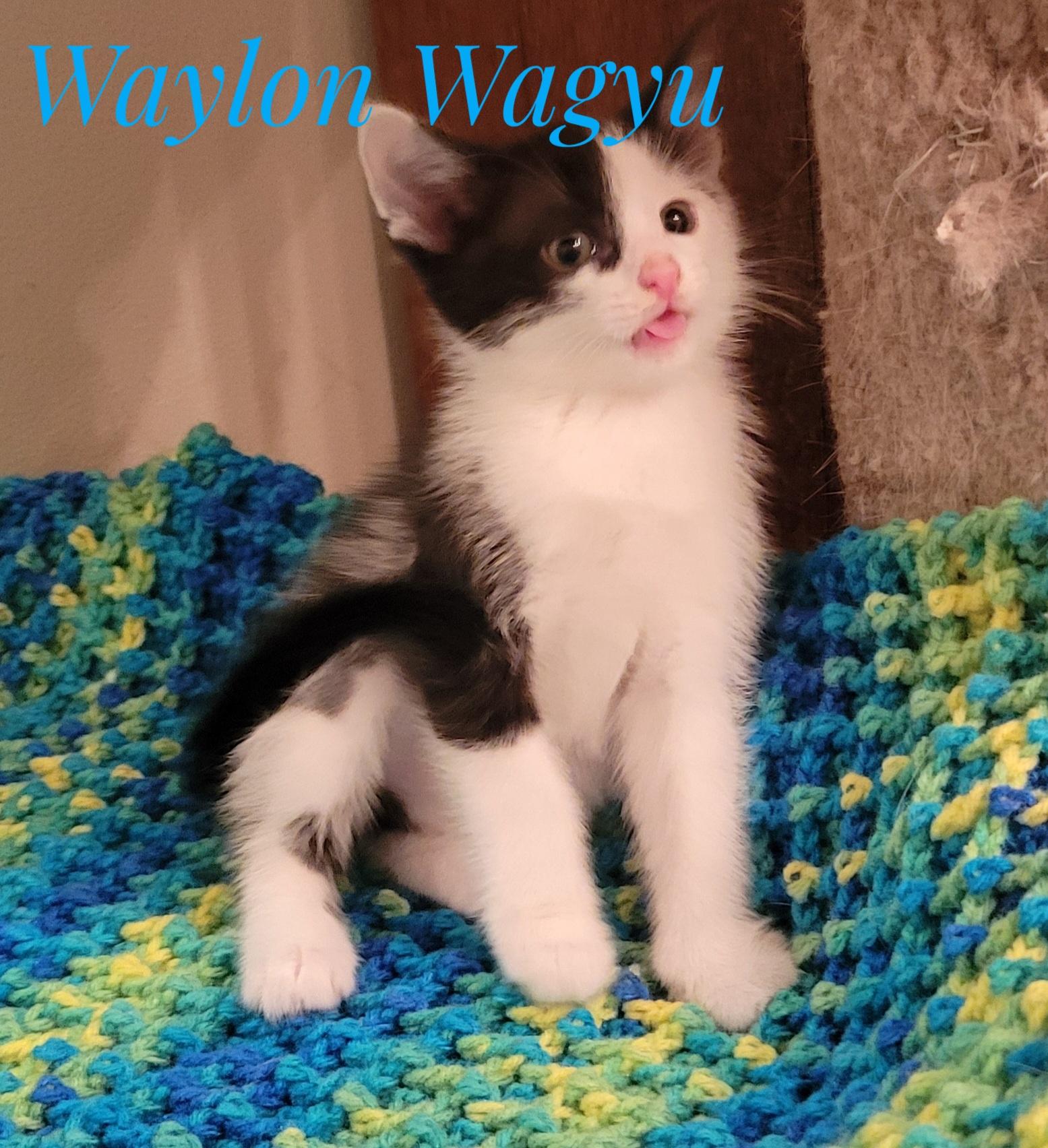 Enlarge Waylan Wagyu and Hugh Highland, a Adoptable Domestic Short Hair in Knoxville, TN image 4/5