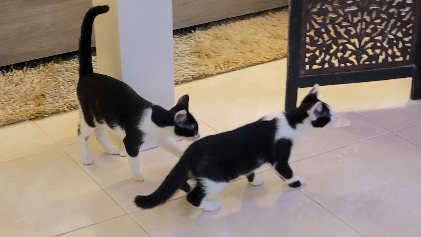 Enlarge Waylan Wagyu and Hugh Highland, a Adoptable Domestic Short Hair in Knoxville, TN image 2/5