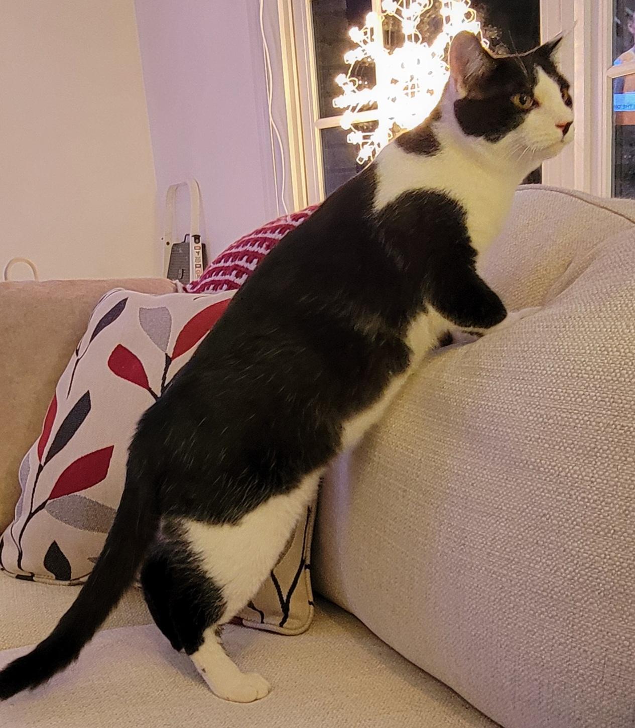 Waylon Wagyu and Hugh Highland — thumbnail 2