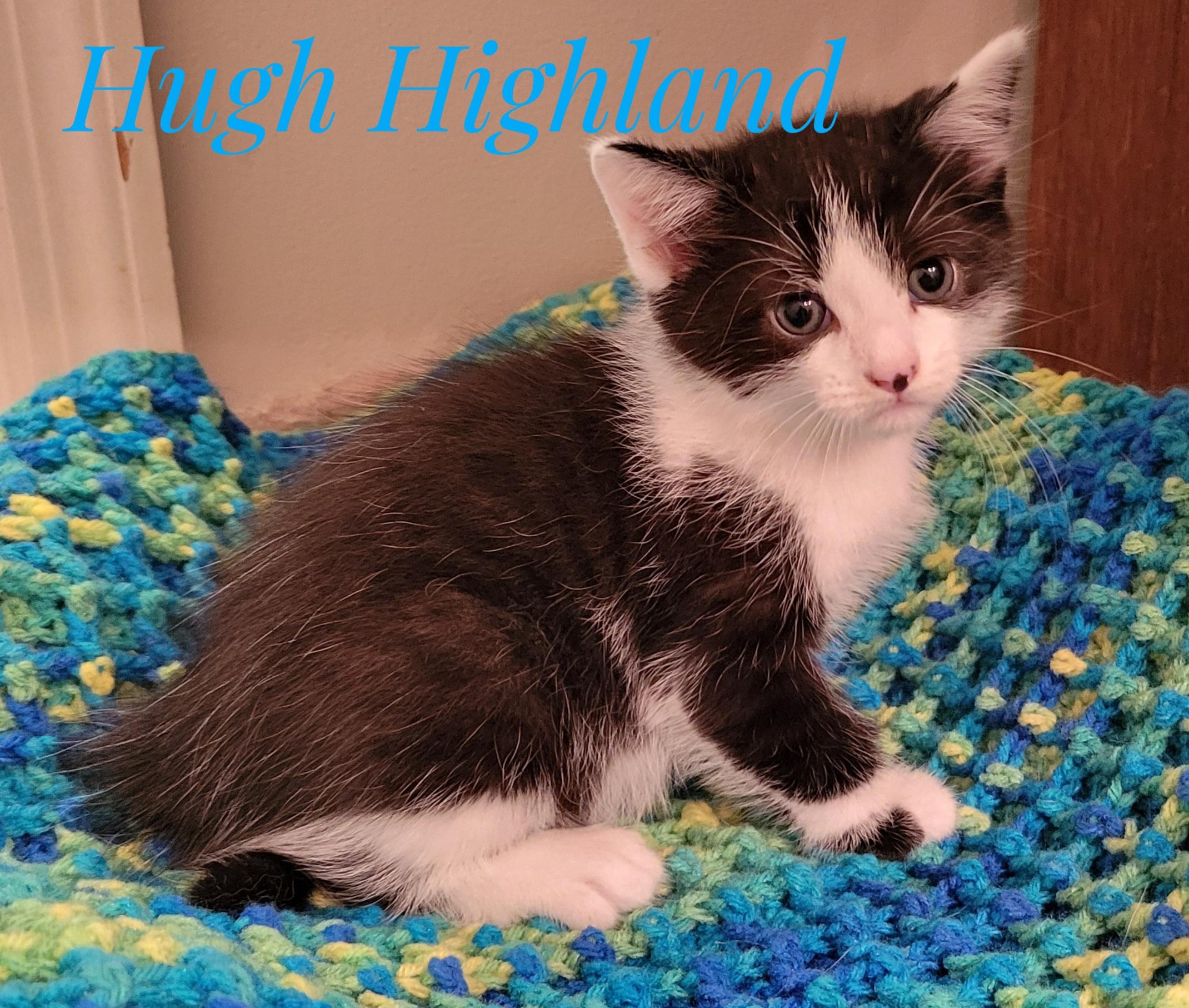 Enlarge Waylan Wagyu and Hugh Highland, a Adoptable Domestic Short Hair in Knoxville, TN image 5/5