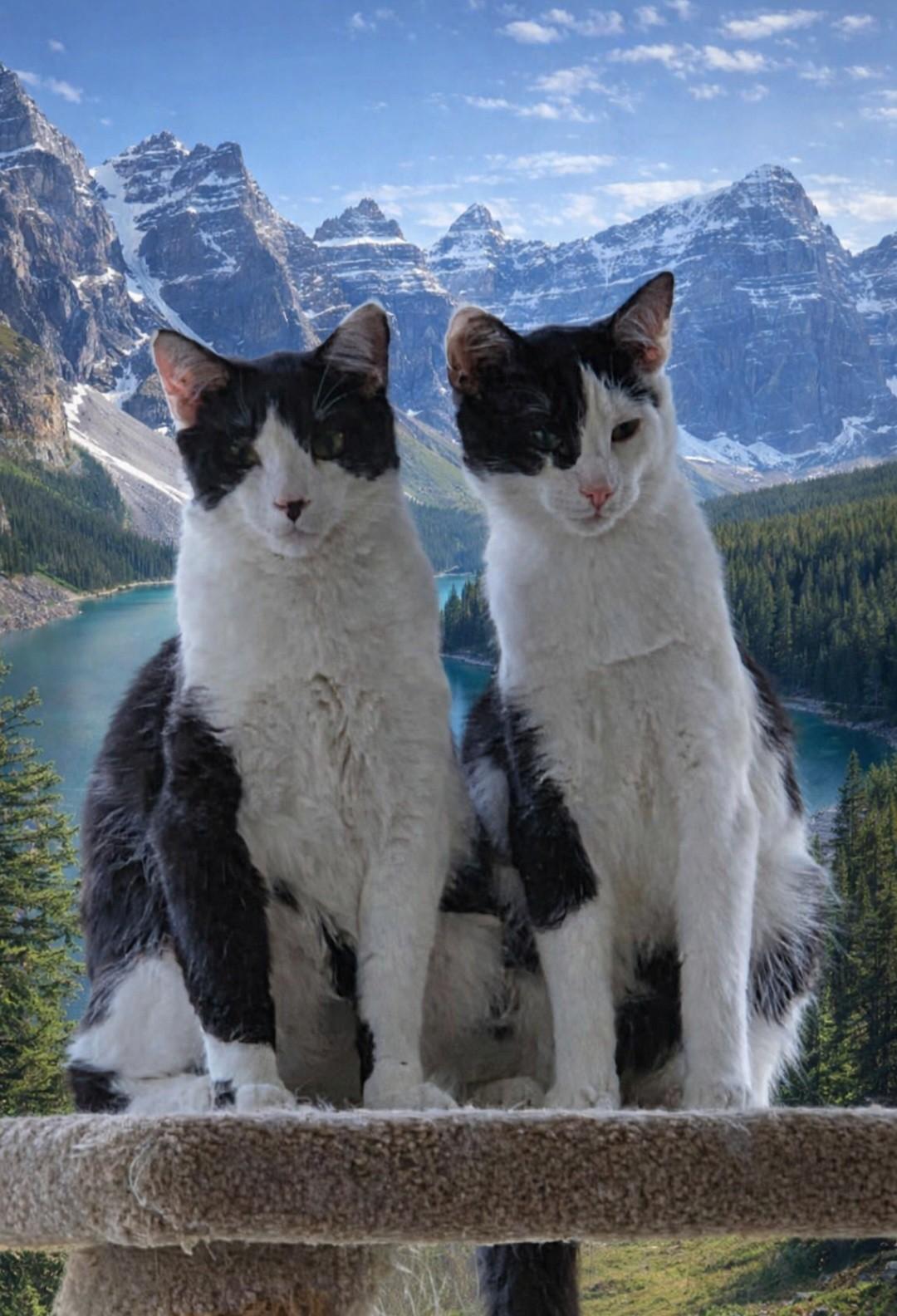 Enlarge Waylon Wagyu and Hugh Highland, a Adoptable Domestic Short Hair in Knoxville, TN image 1/6