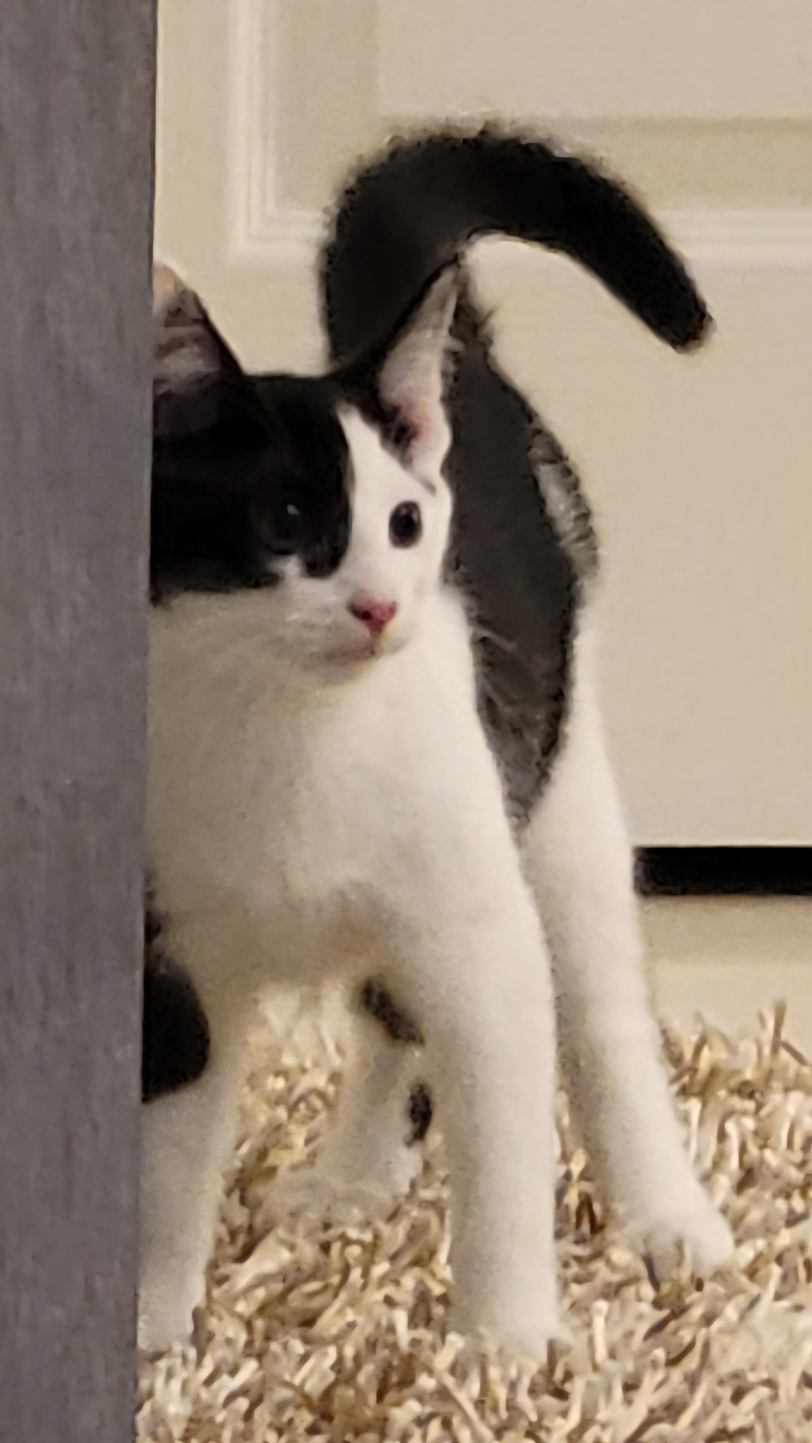 Enlarge Waylan Wagyu and Hugh Highland, a Adoptable Domestic Short Hair in Knoxville, TN image 1/5