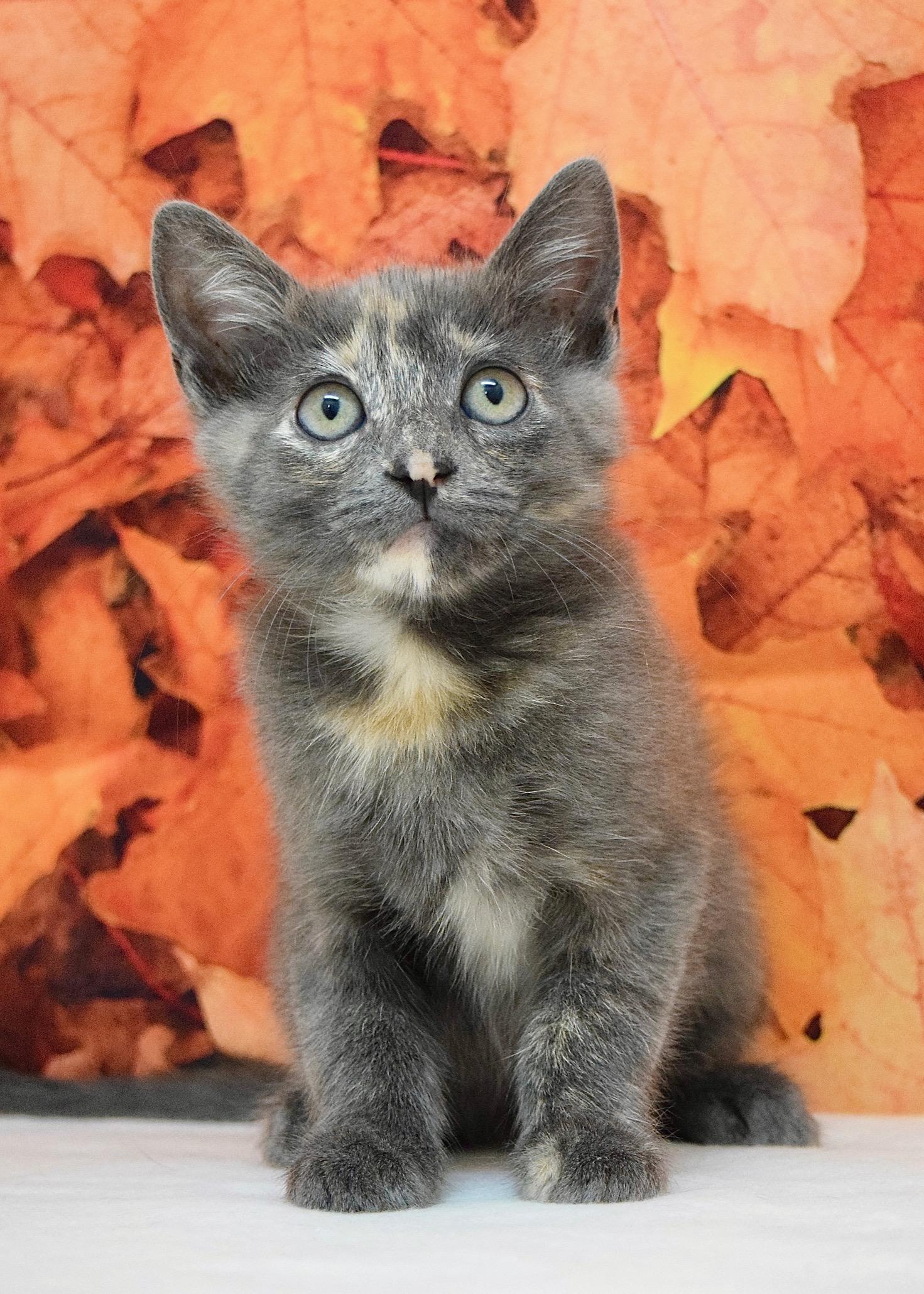 Linda, Adopted, Kitten Female Domestic Short Hair.