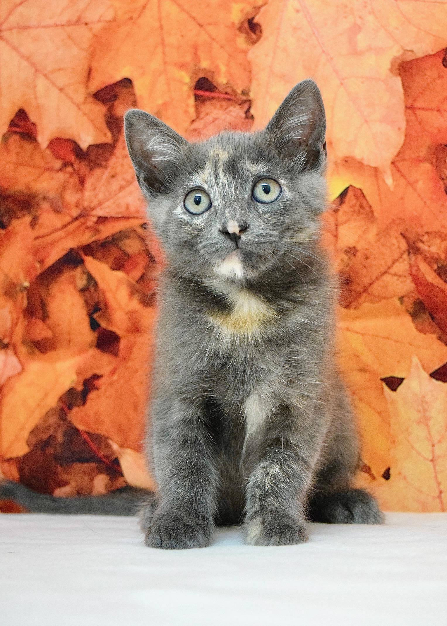 Enlarge Linda, a Adopted Domestic Short Hair in Dublin, CA image 2/2