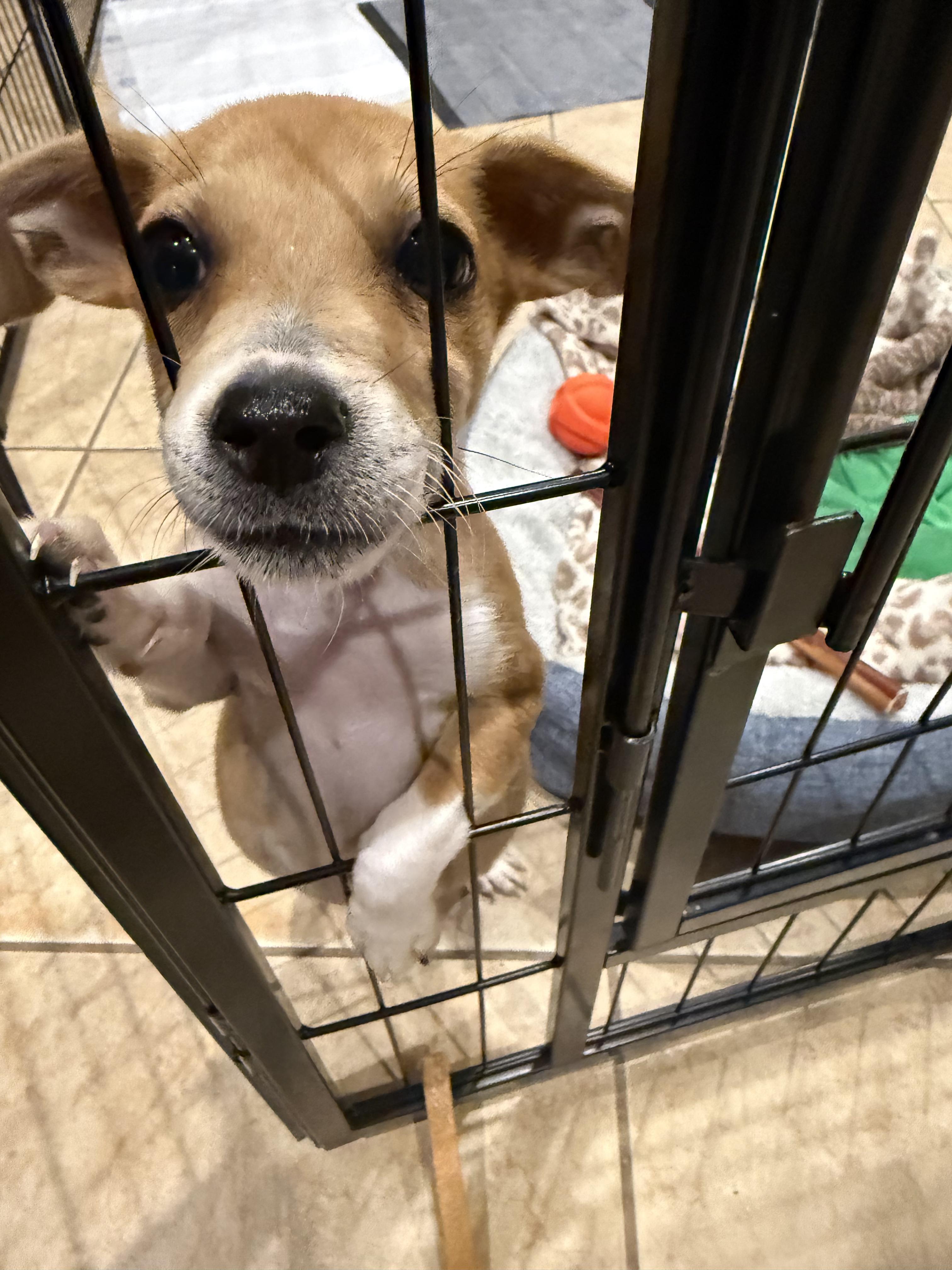 Enlarge Charlie, a Adoptable mixed breed in Commerce City, CO image 3/6