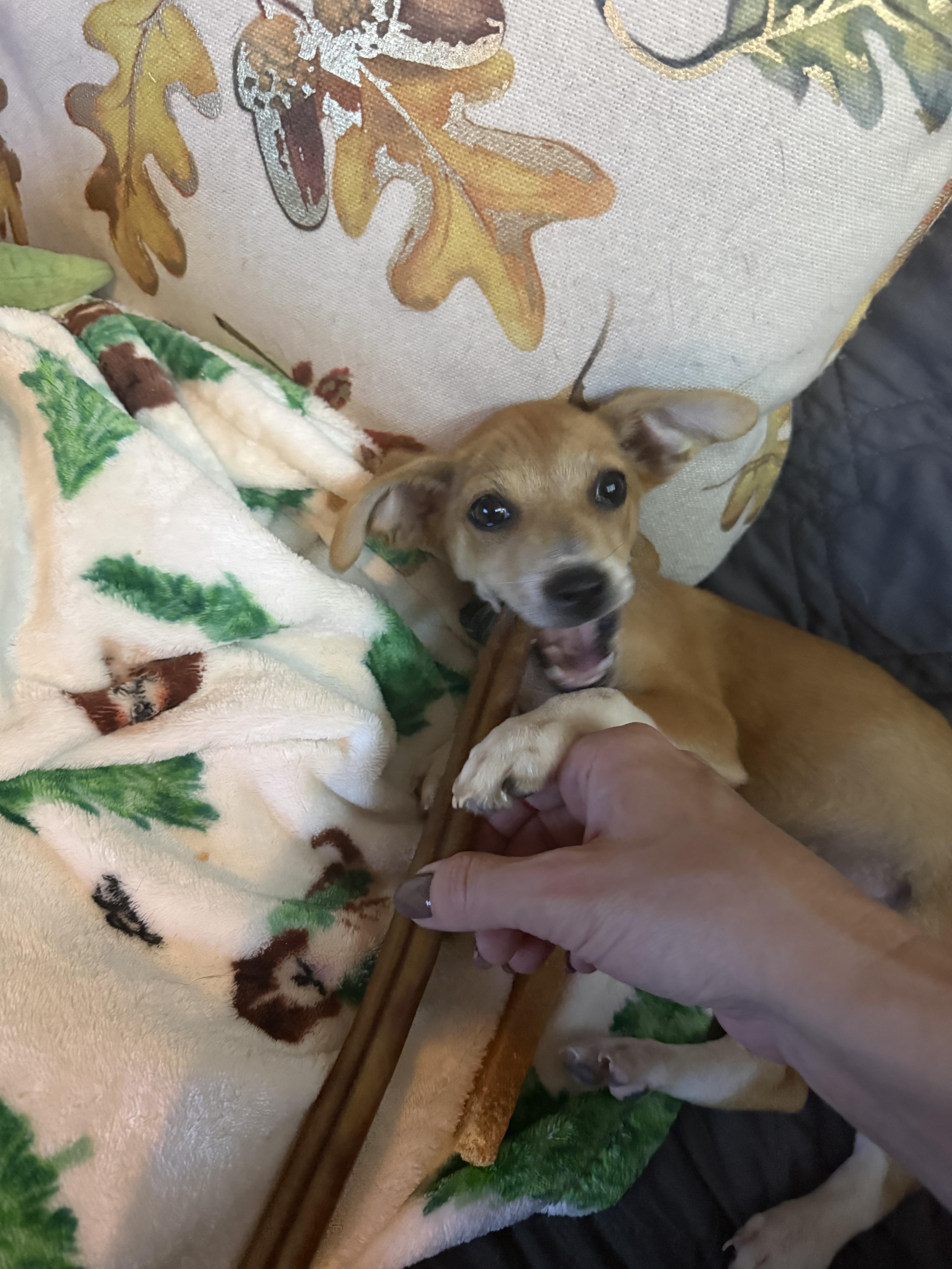 Enlarge Charlie, a Adoptable mixed breed in Commerce City, CO image 2/6