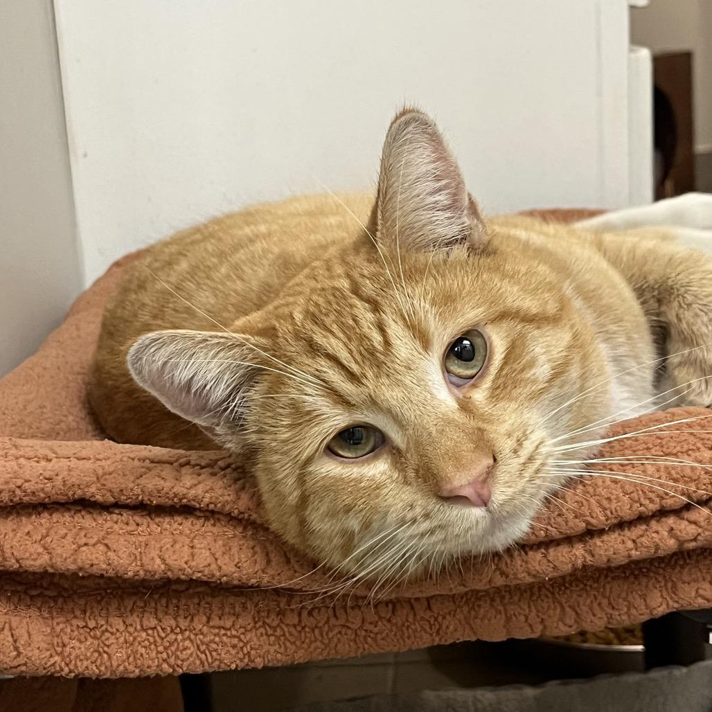 Tannenbaum, Adoptable, Adult Male Domestic Short Hair.