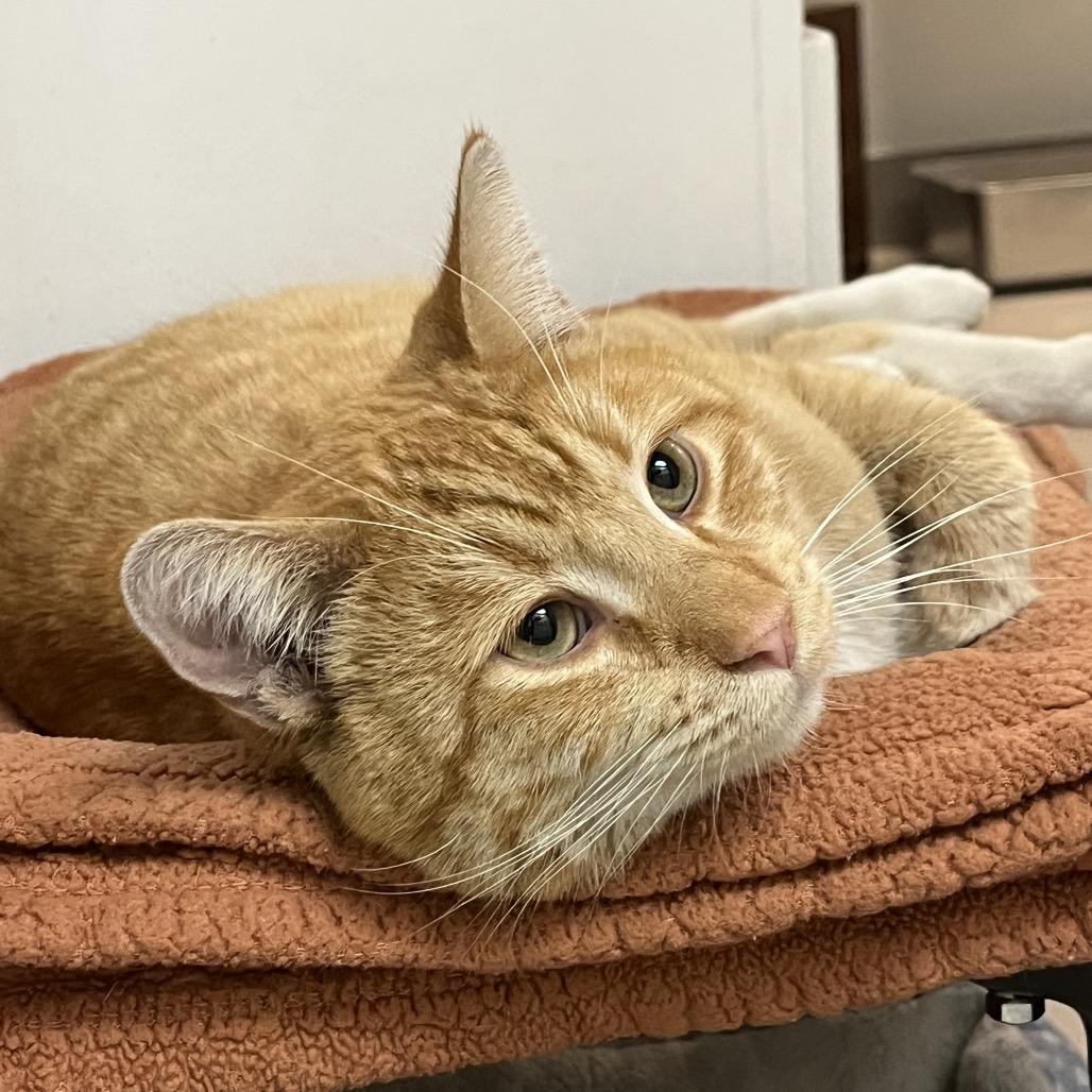 Tannenbaum, a Adoptable Domestic Short Hair in Las Vegas, NV image 2/2