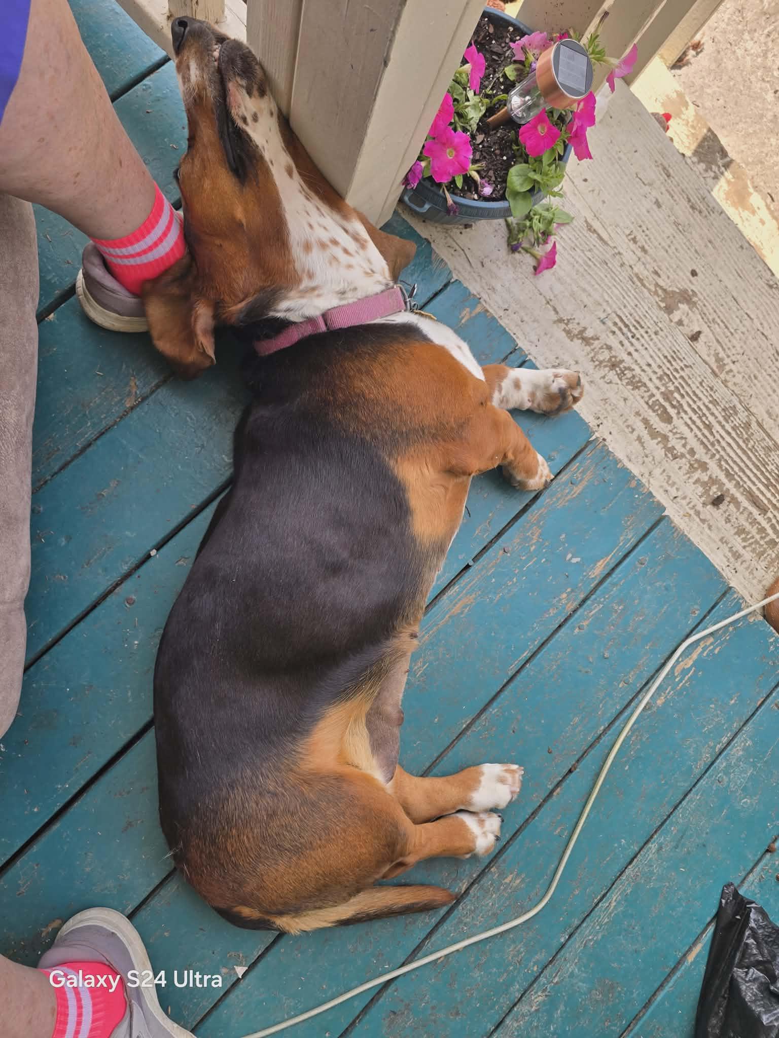 LaToya, a Adoptable Basset Hound in Knoxville, TN image 4/4