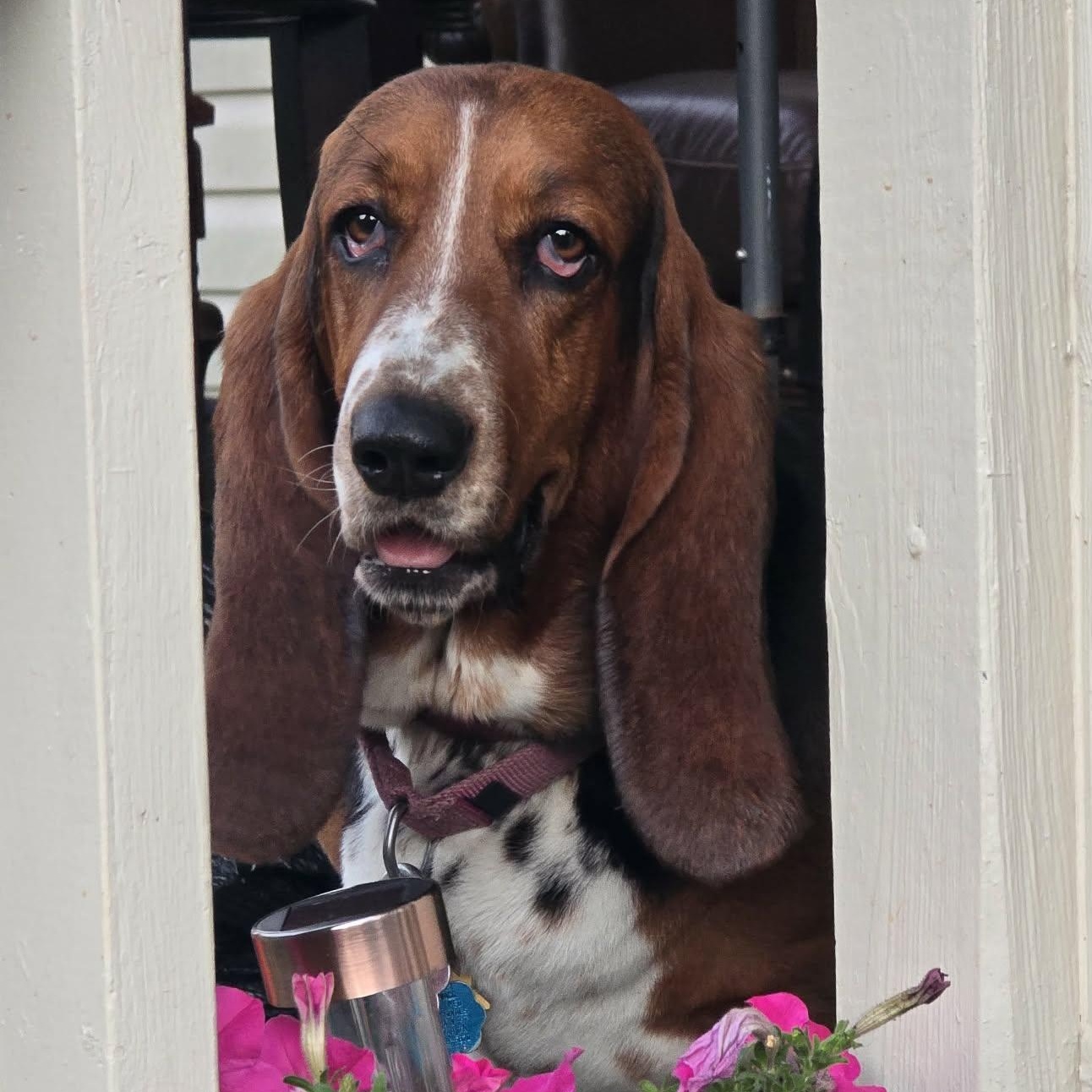 LaToya, a Adoptable Basset Hound in Knoxville, TN image 2/4