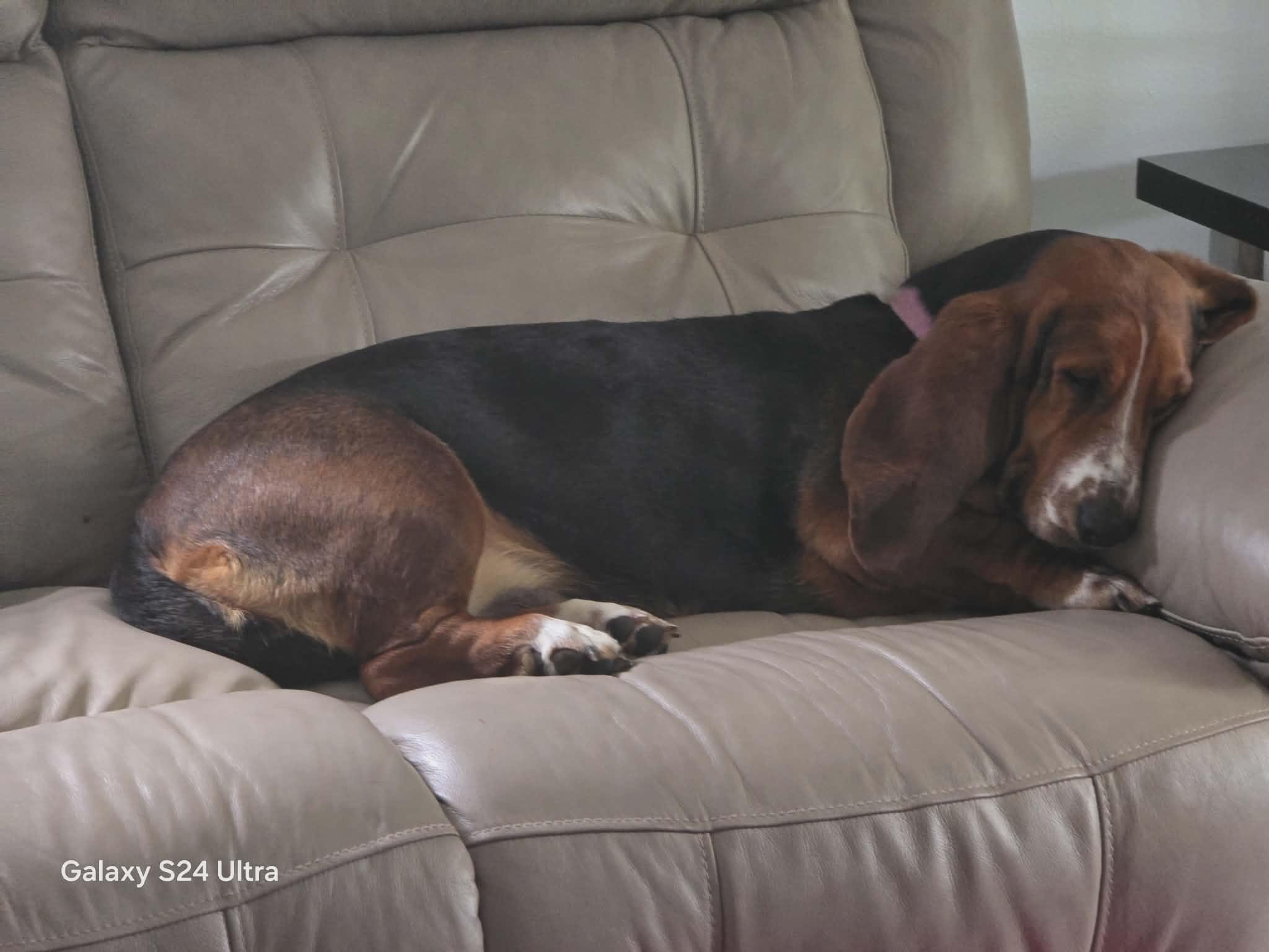 LaToya, a Adoptable Basset Hound in Knoxville, TN image 3/4