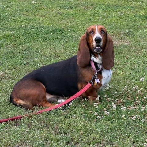 LaToya, Adoptable, Young Female Basset Hound.