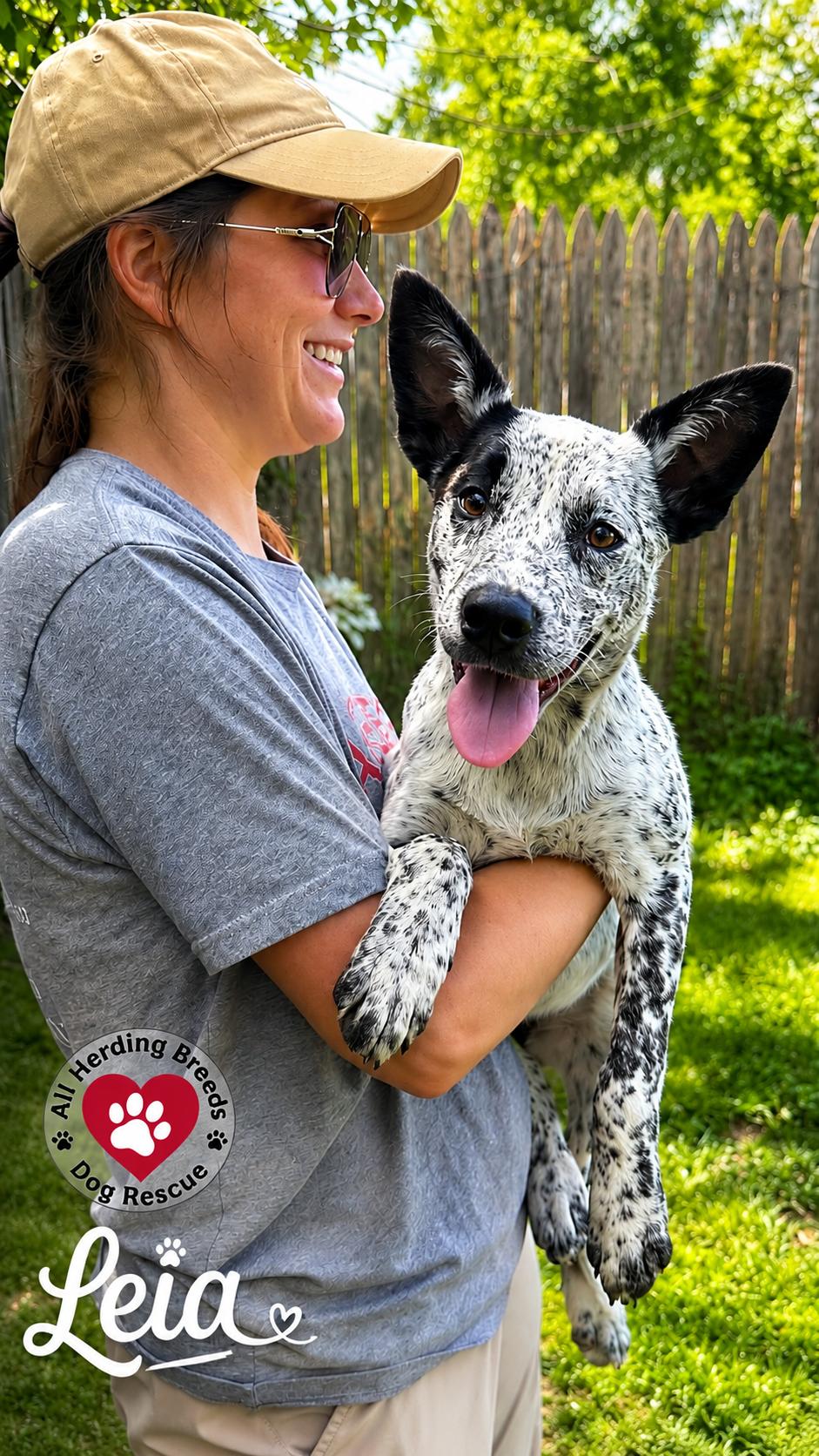 Enlarge Leia, a ADOPTABLE mixed breed in Joliet, IL image 3/4
