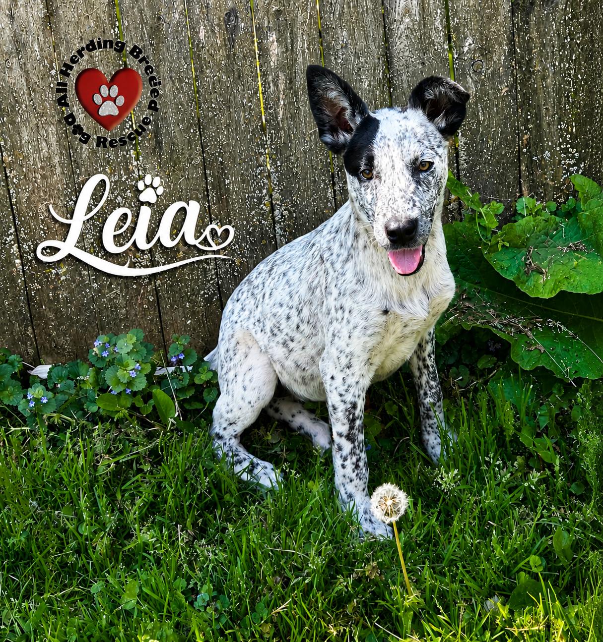Enlarge Leia, a ADOPTABLE mixed breed in Joliet, IL image 4/4