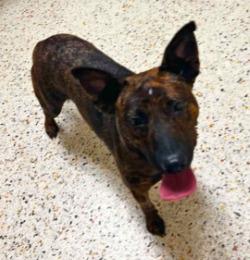 Nelly, Adoptable, Young Female Pit Bull Terrier.