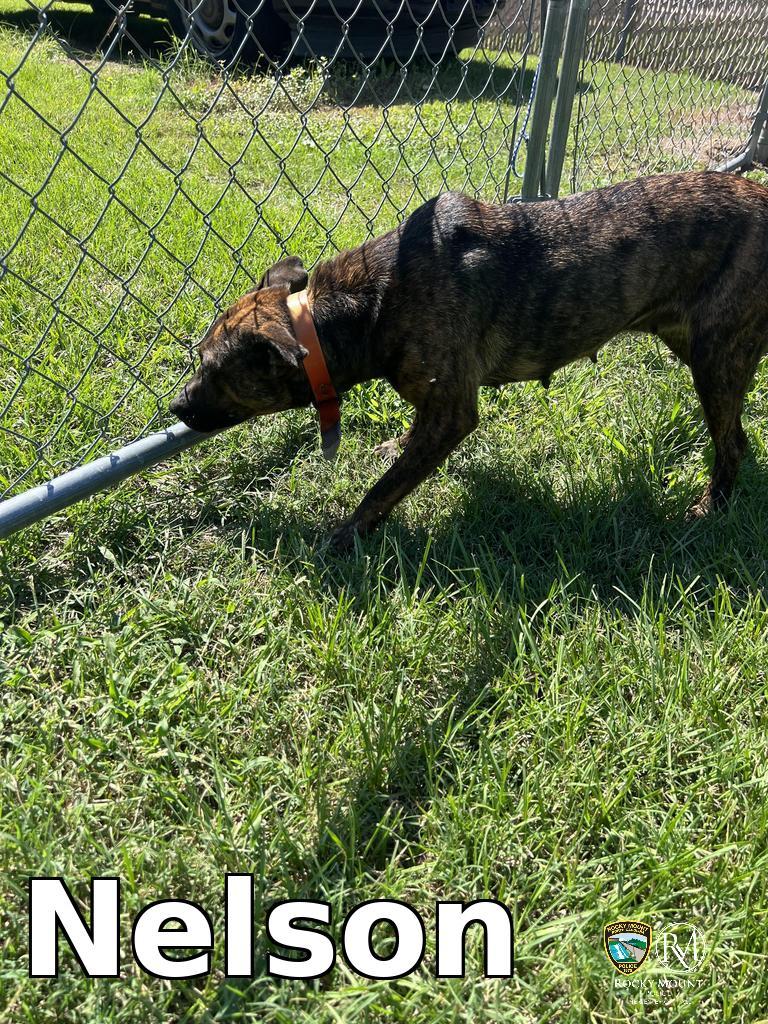 Enlarge Nelly, a Adoptable Pit Bull Terrier in Rocky Mount, NC image 2/3