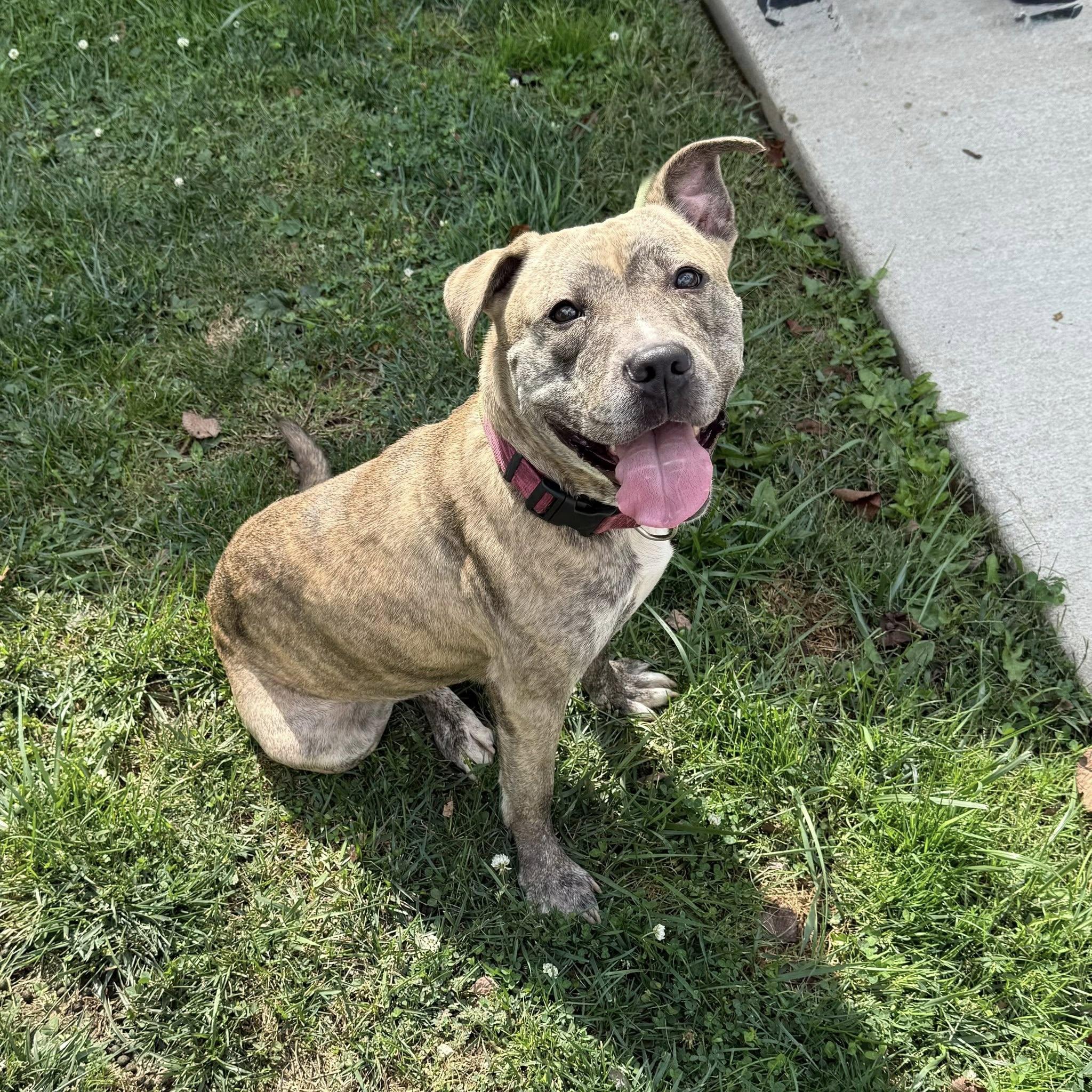 Enlarge SCARLETT, an adopted mixed breed in Cadiz, OH image 1/4