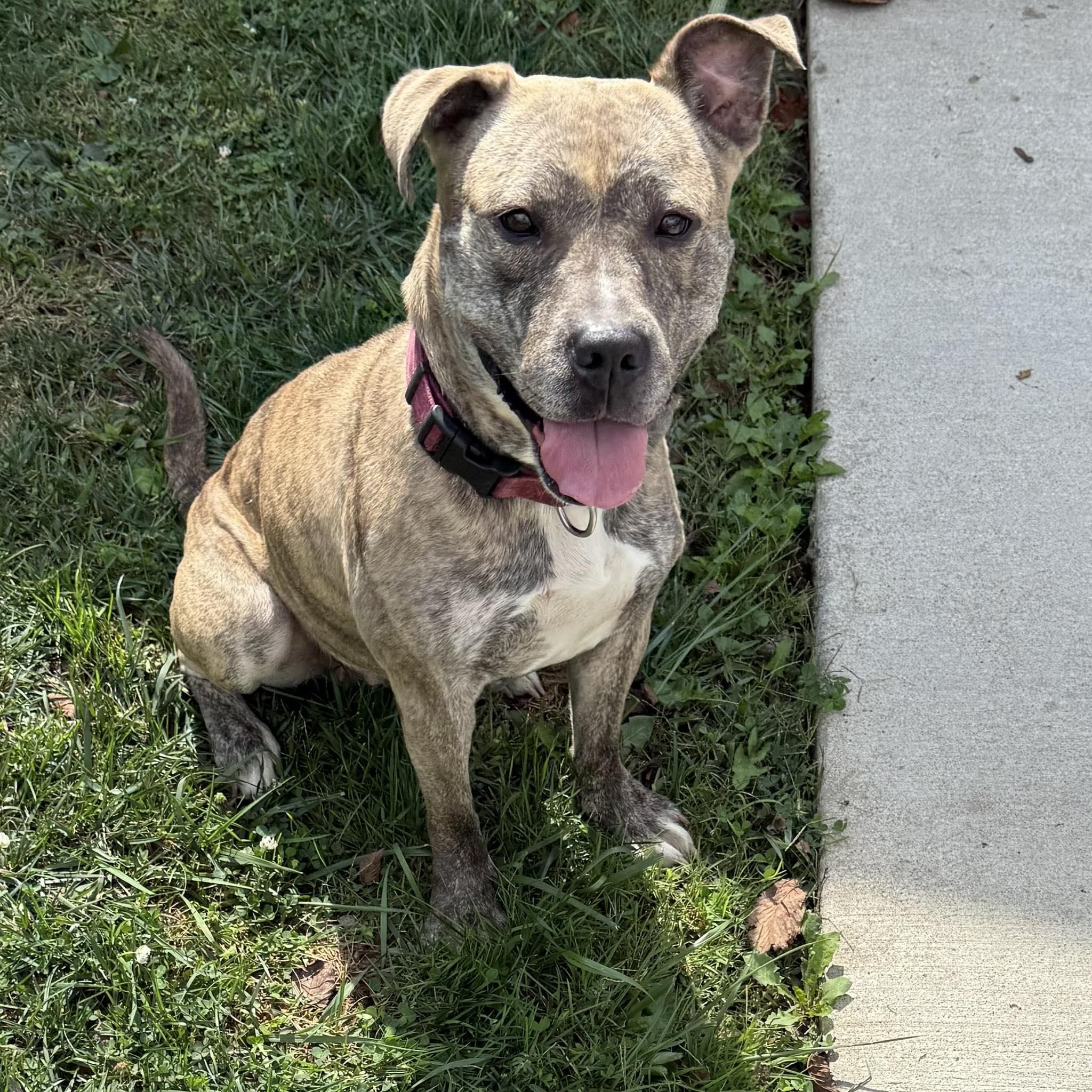 Enlarge SCARLETT, an adopted mixed breed in Cadiz, OH image 2/4