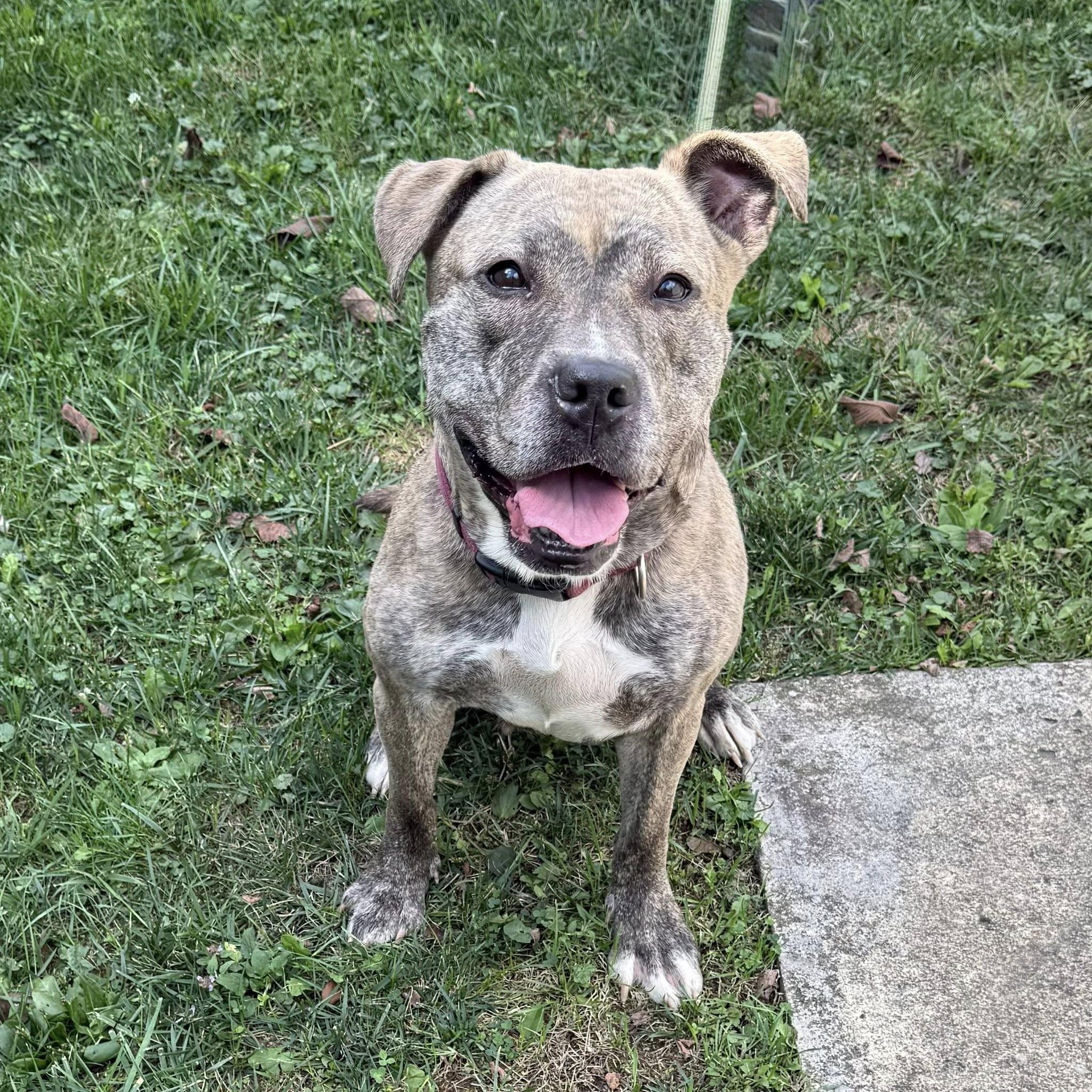 Enlarge SCARLETT, an adopted mixed breed in Cadiz, OH image 3/4