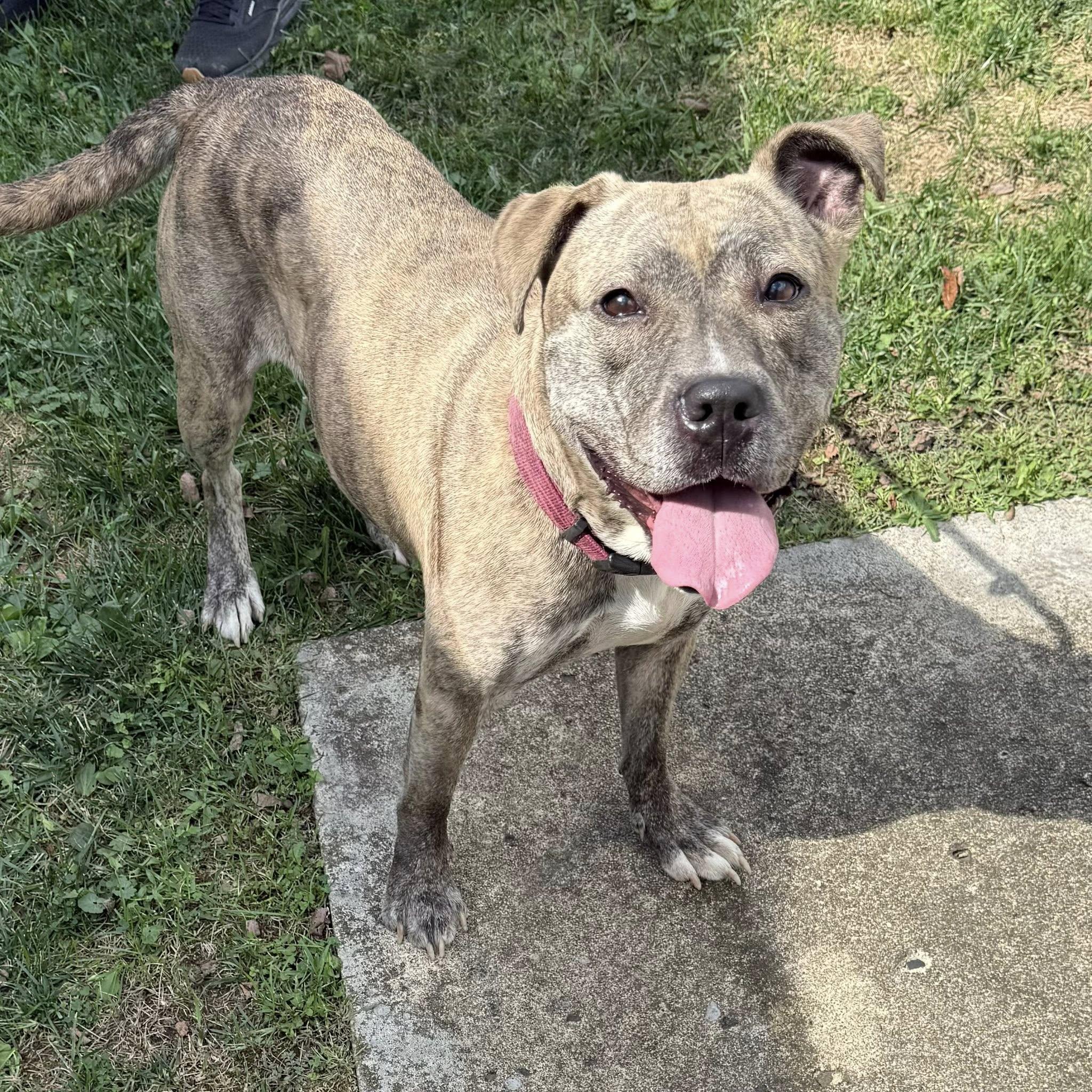 Enlarge SCARLETT, an adopted mixed breed in Cadiz, OH image 4/4