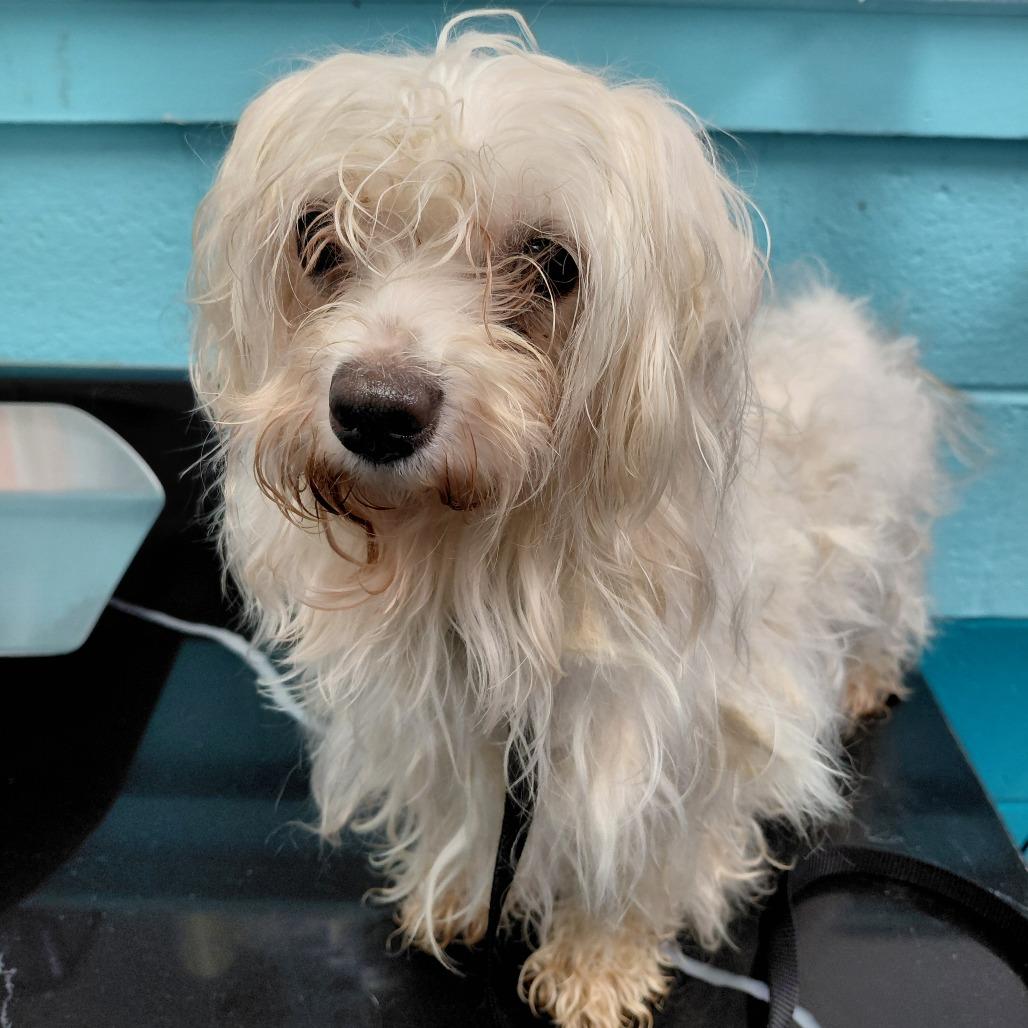 Enlarge Sugar, a Adoptable Maltese in Philadelphia, PA image 1/2