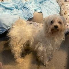 Enlarge Sugar, a Adoptable Maltese in Philadelphia, PA image 2/2