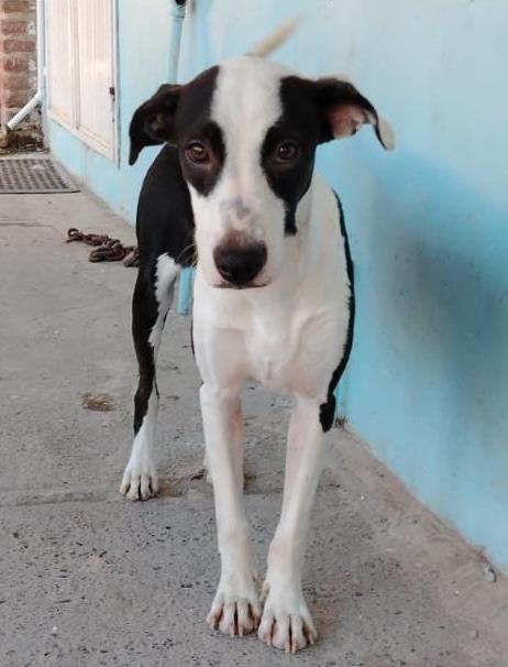 Charra, Adopted, Young Female Mixed Breed.