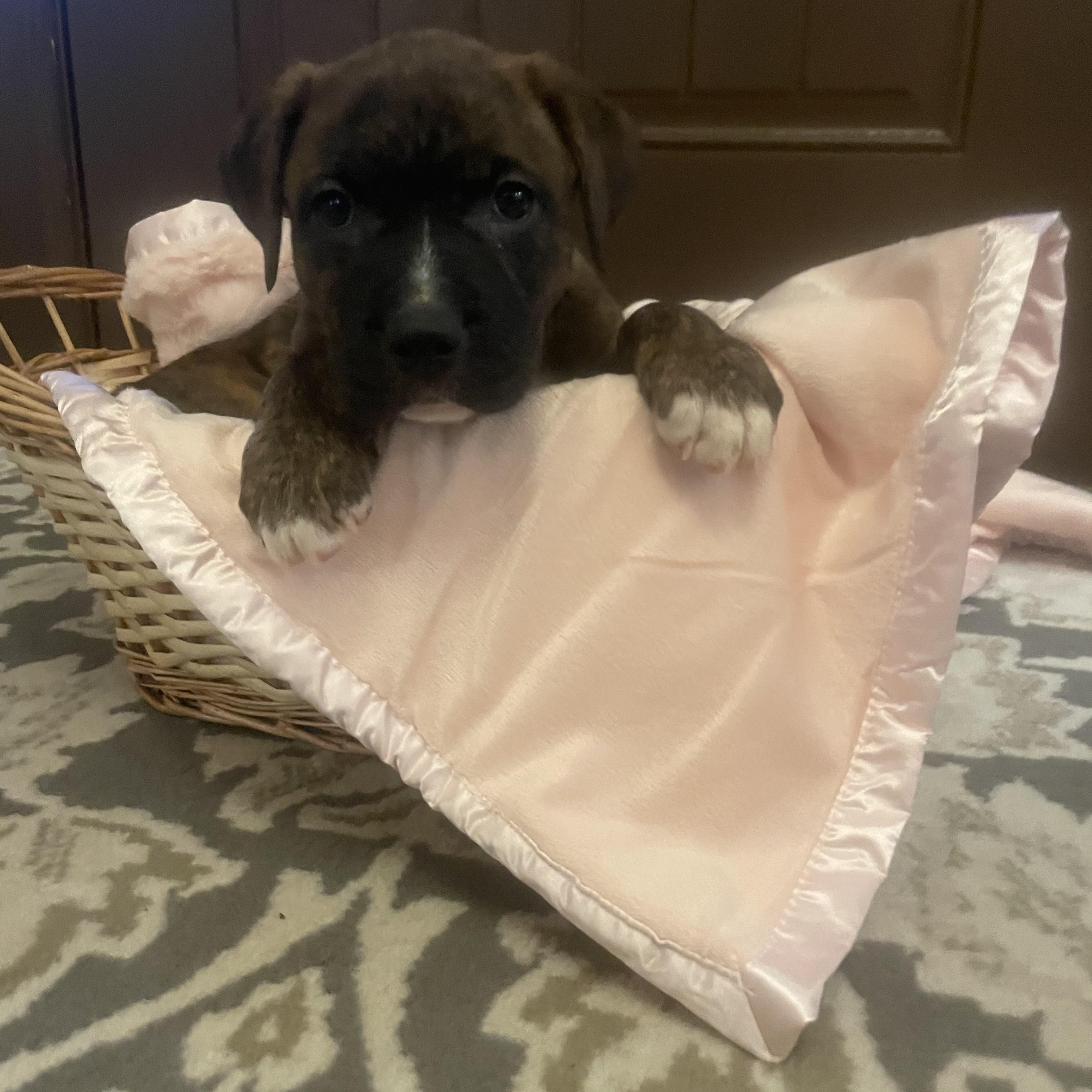 Enlarge Sophia, a ADOPTABLE mixed breed in Union Grove, WI image 3/3