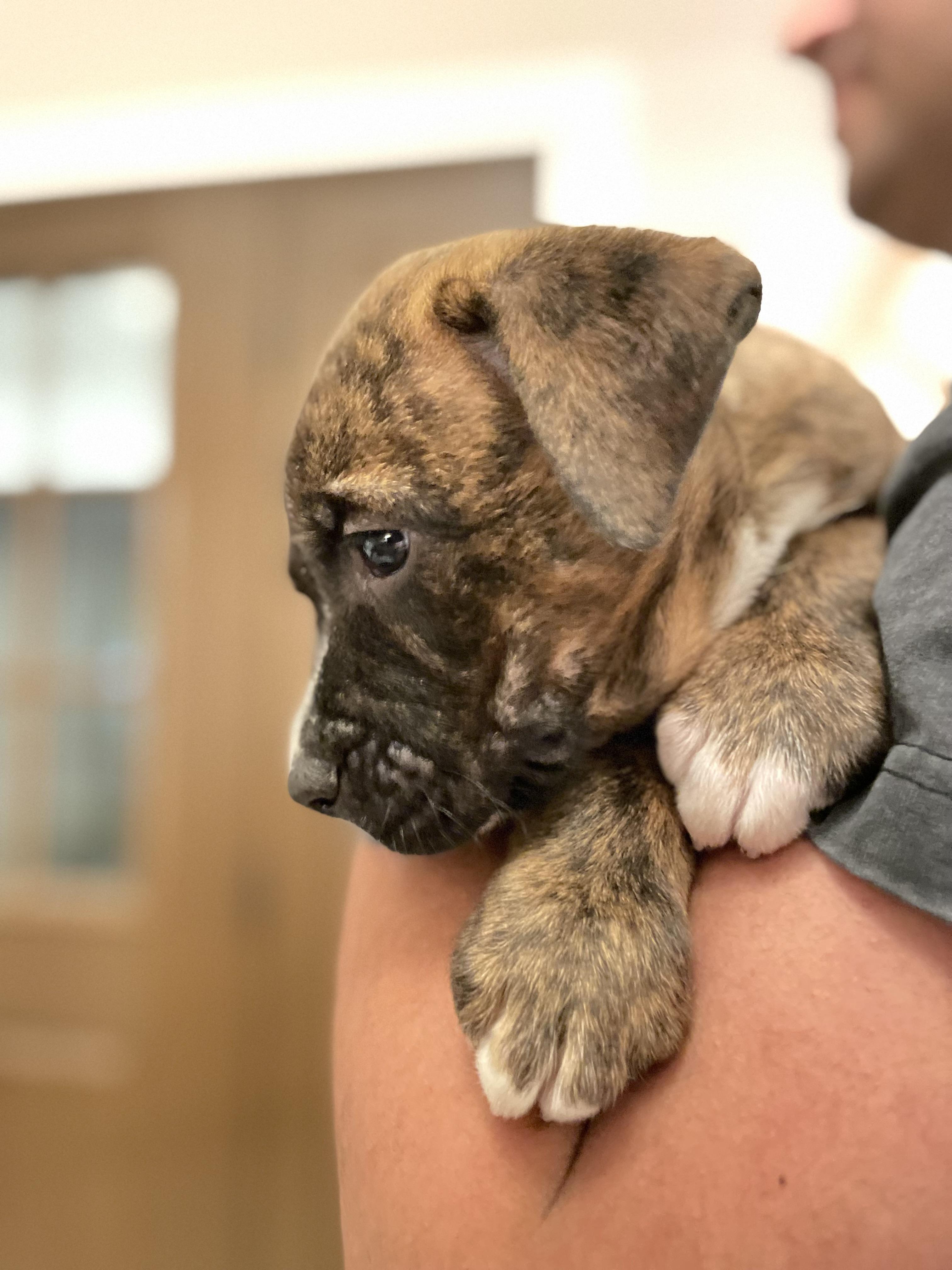 Enlarge Sophia, a ADOPTABLE mixed breed in Union Grove, WI image 2/3