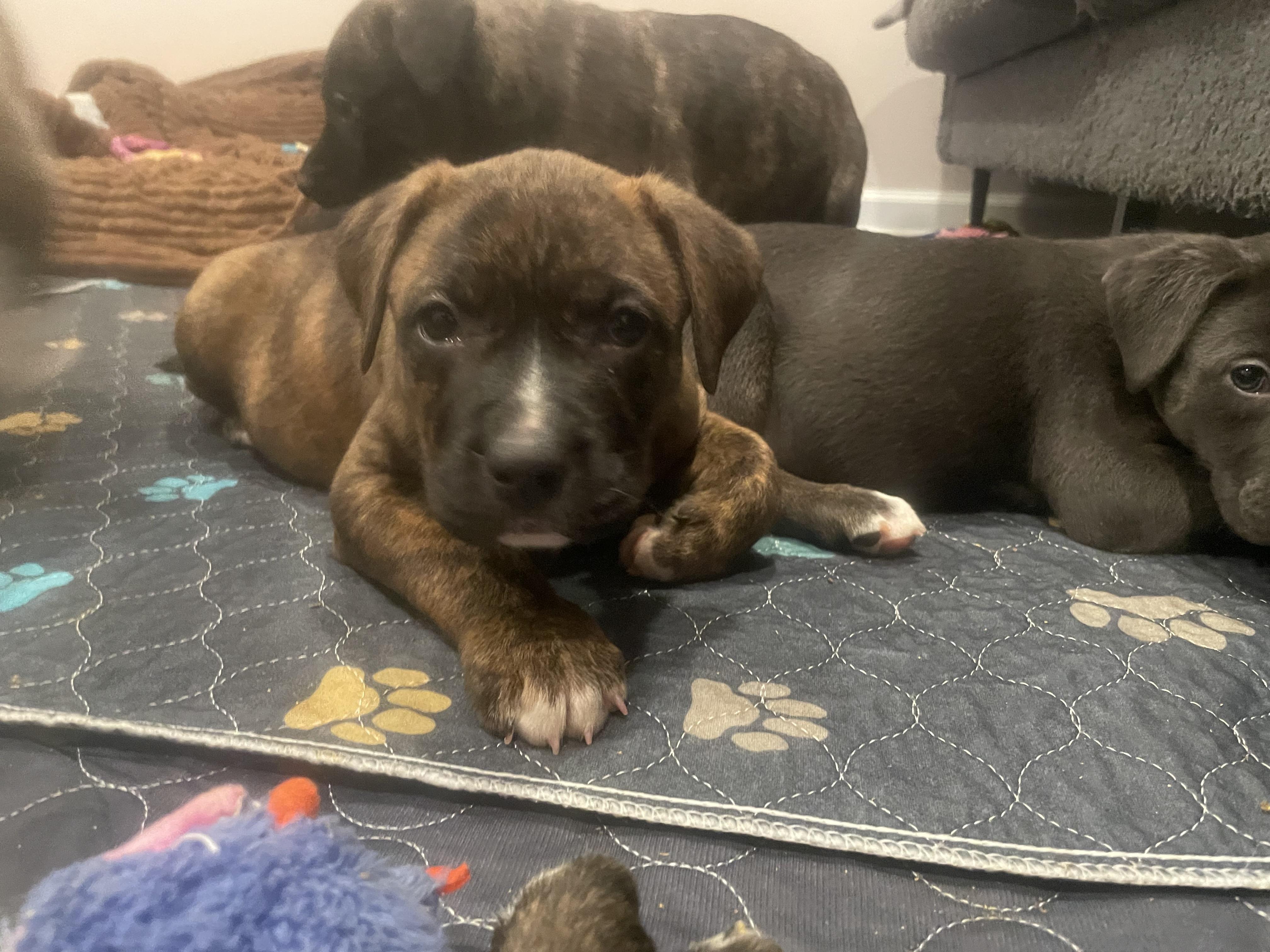 Sophia, ADOPTABLE, Puppy Female Catahoula Leopard Dog & Mastiff.