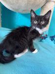 Enlarge Hunter, a ADOPTABLE Domestic Medium Hair in Chico, CA image 1/1