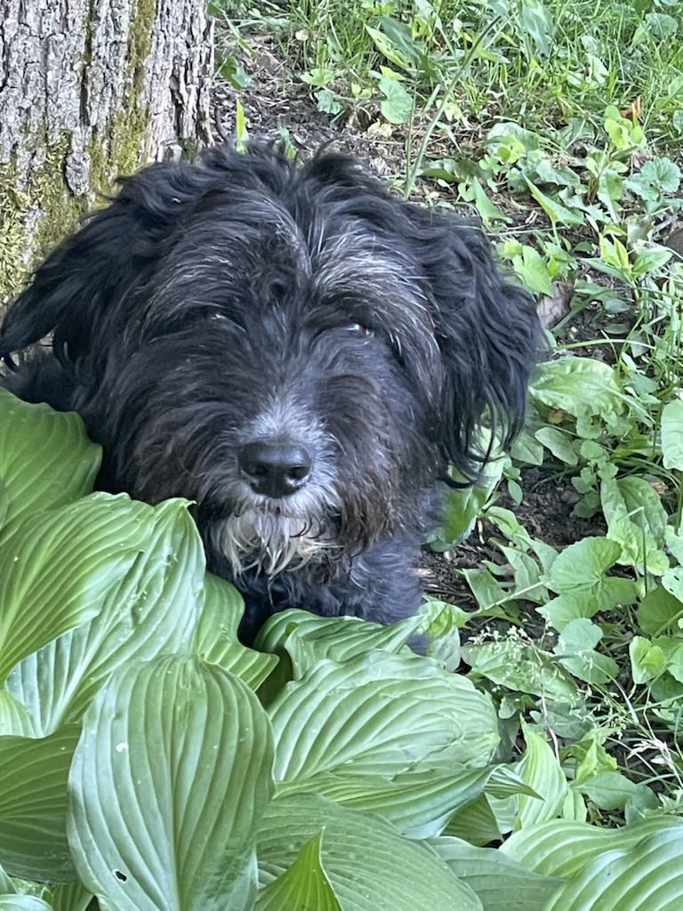 Enlarge Rosie, a Adopted Aussiedoodle in East Greenbush, NY image 2/6