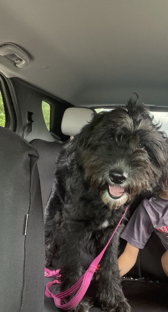 Enlarge Rosie, a Adopted Aussiedoodle in East Greenbush, NY image 3/6