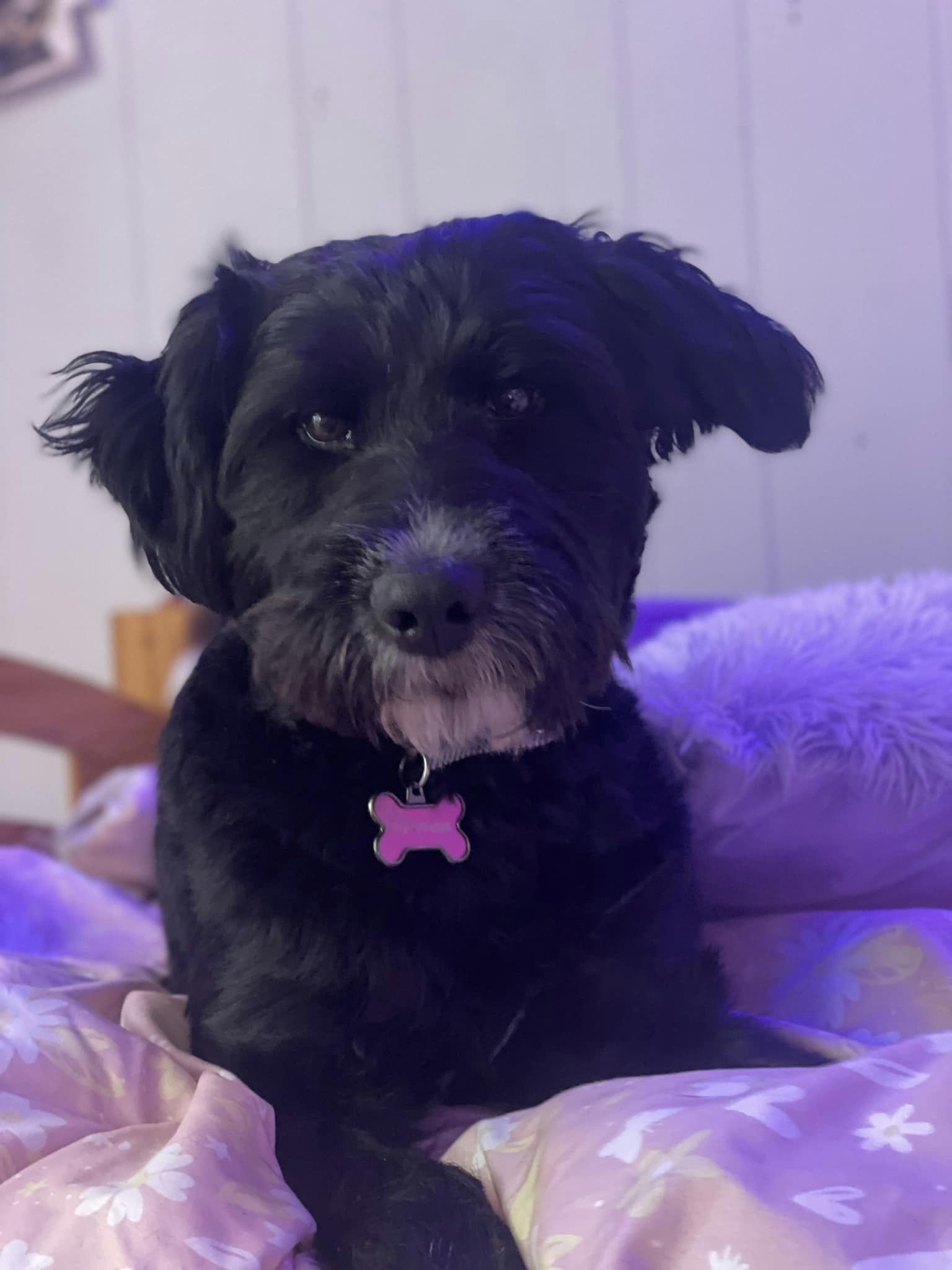 Enlarge Rosie, a Adopted Aussiedoodle in East Greenbush, NY image 4/6