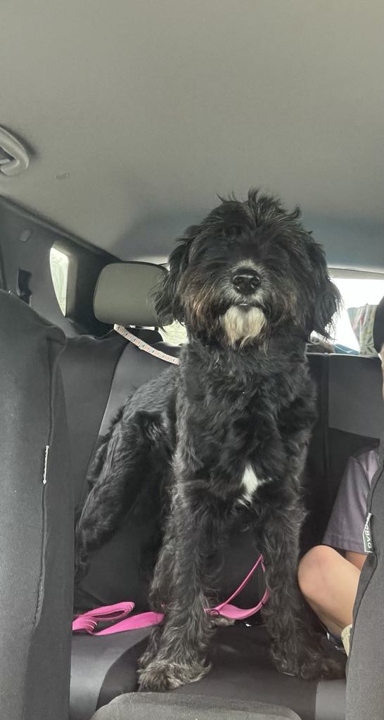 Enlarge Rosie, a Adopted Aussiedoodle in East Greenbush, NY image 5/6