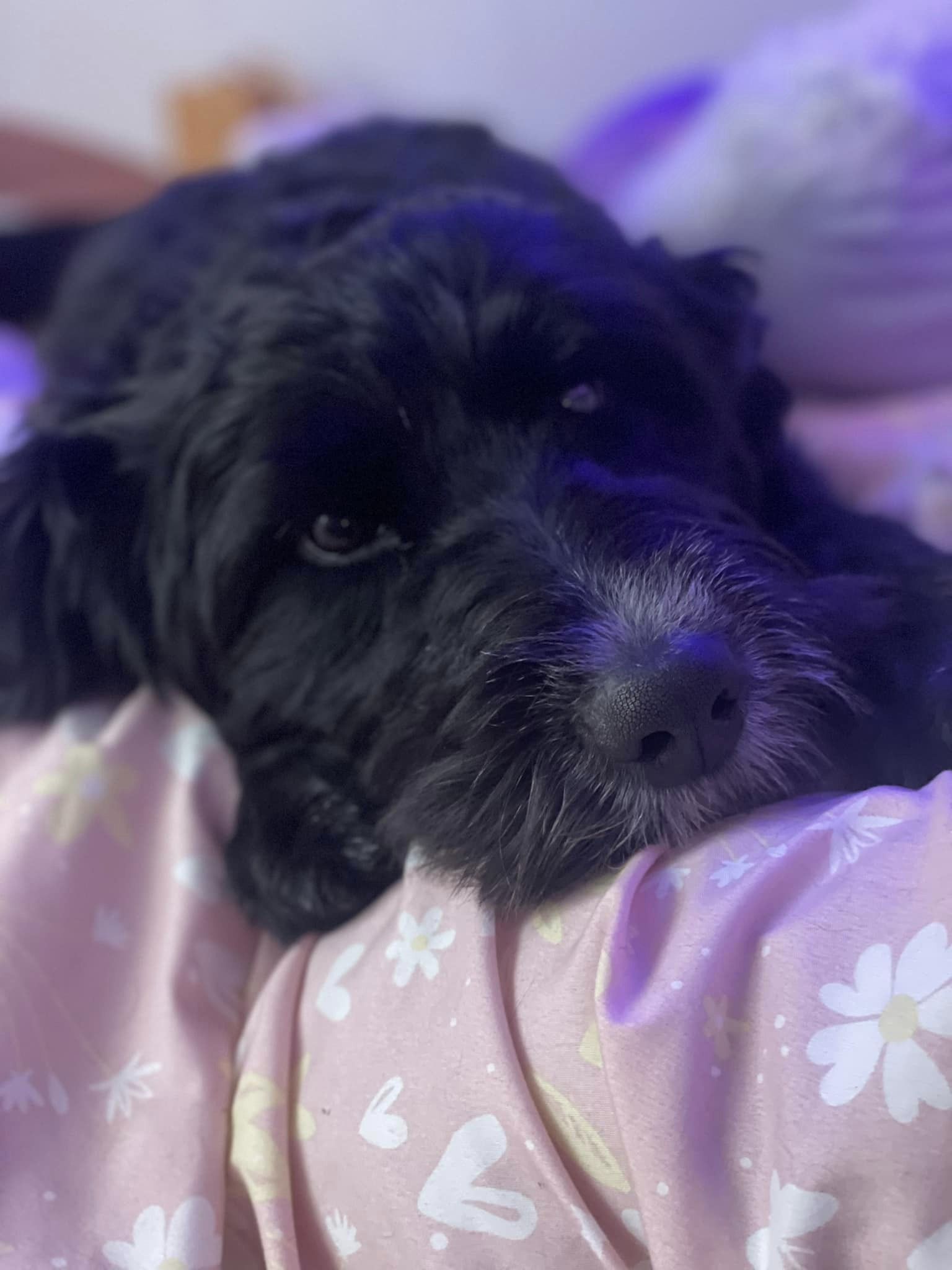 Enlarge Rosie, a Adopted Aussiedoodle in East Greenbush, NY image 1/6