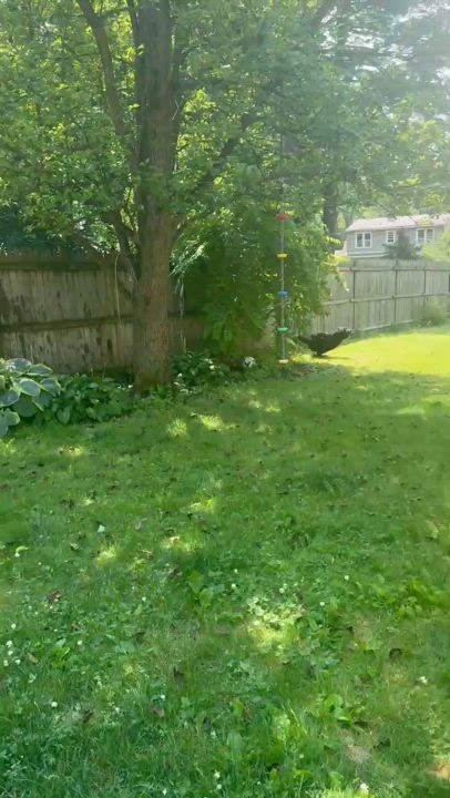 Enlarge Rosie, a Adopted Aussiedoodle in East Greenbush, NY video 6/6
