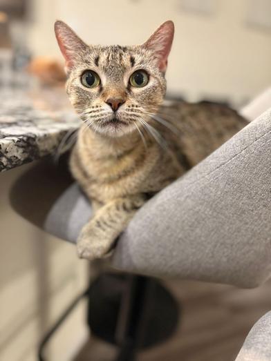 Tiki, Adult Female Tabby
