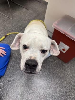 Enlarge Petey, a Adoptable mixed breed in Norfolk, VA image 1/1