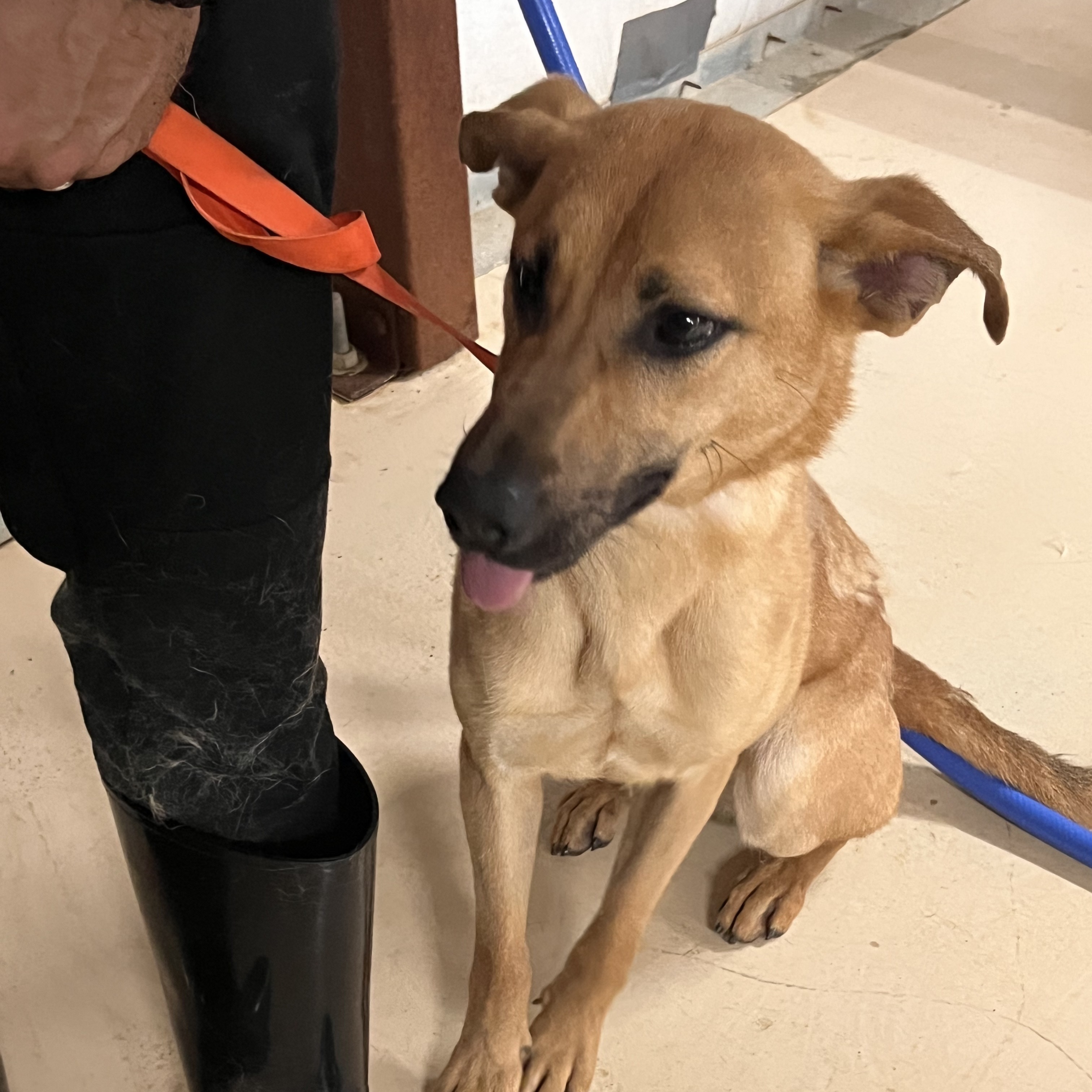 Enlarge Bambam, a Adoptable mixed breed in Portland, OR image 2/12