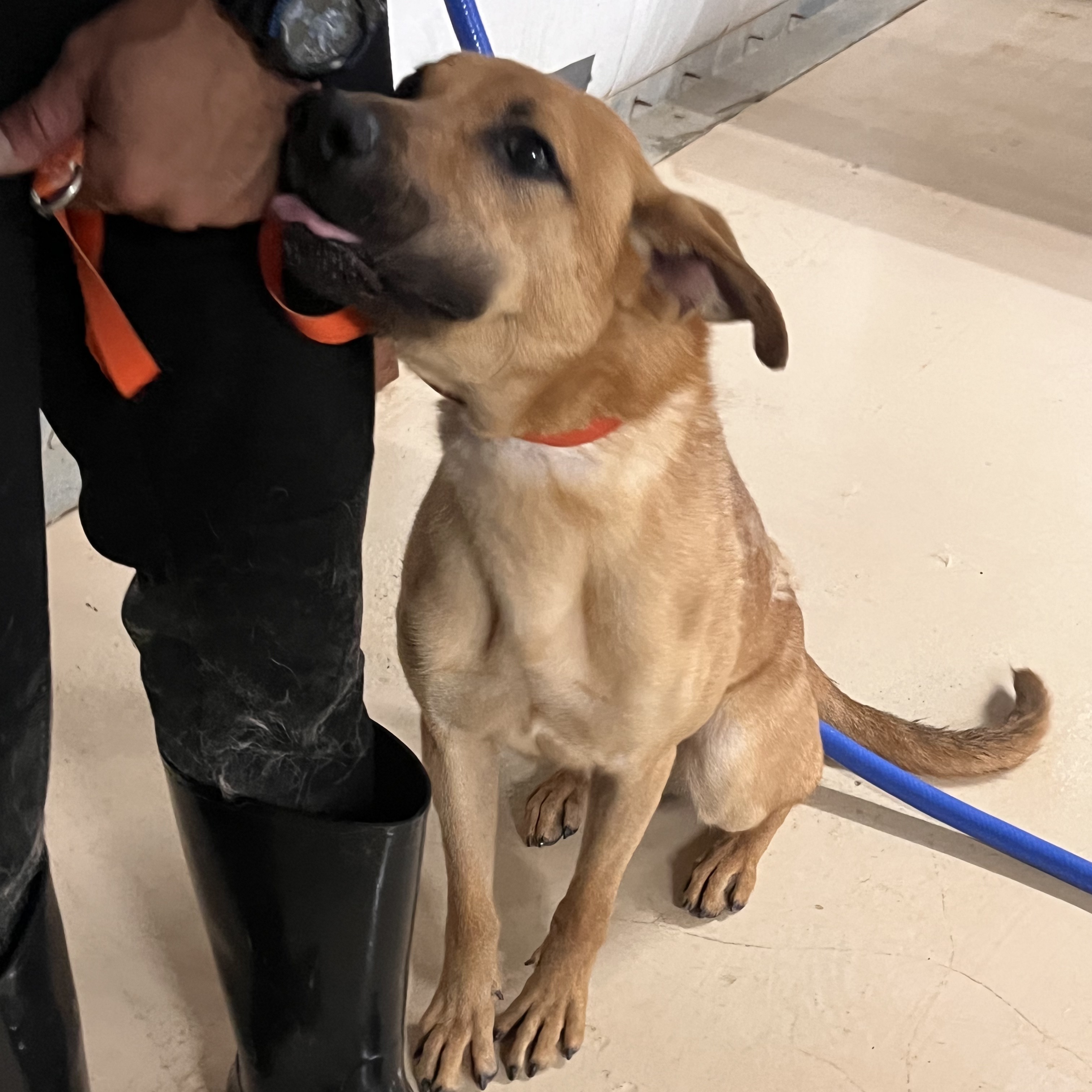 Enlarge Bambam, a Adoptable mixed breed in Portland, OR image 3/12