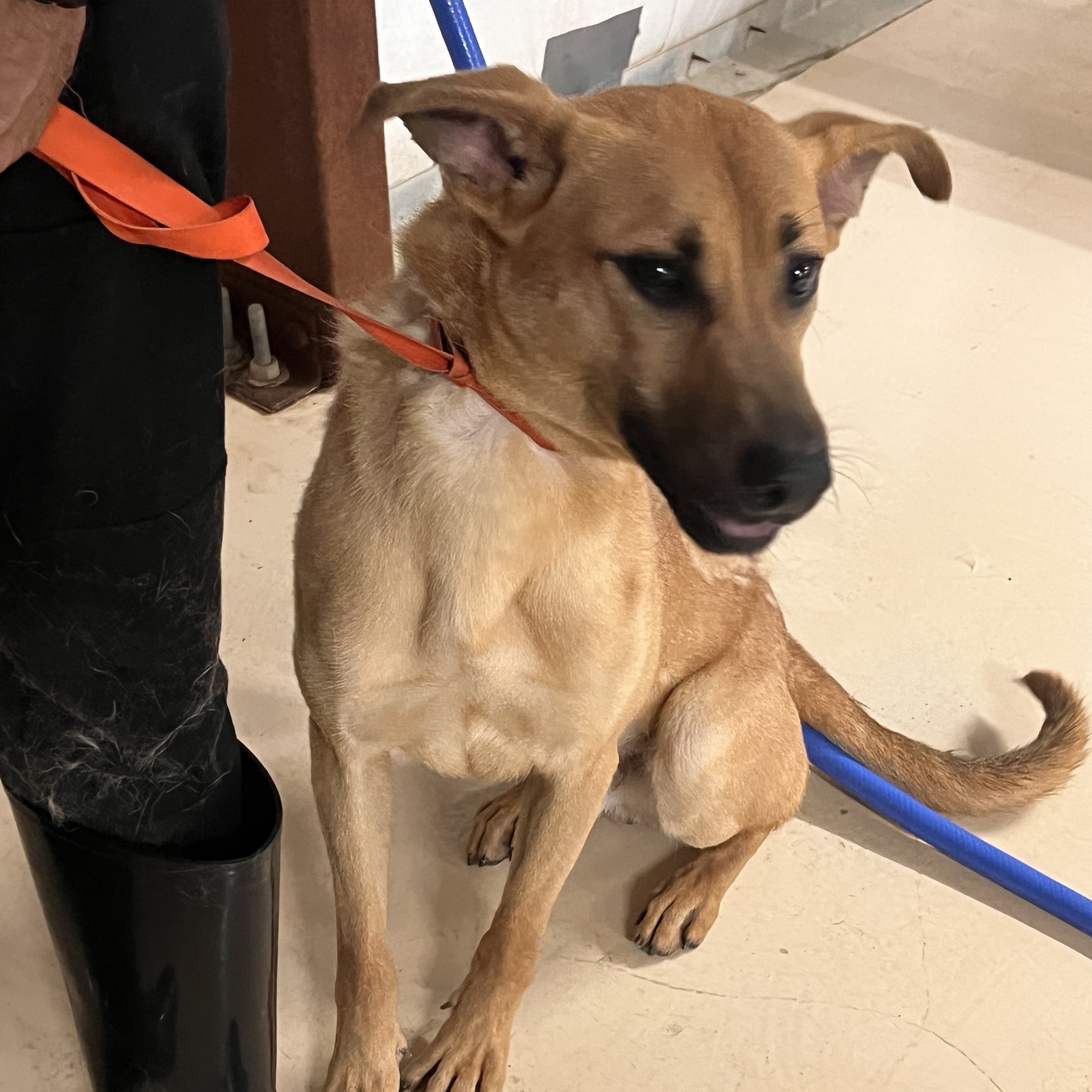 Enlarge Bambam, a Adoptable mixed breed in Portland, OR image 4/12