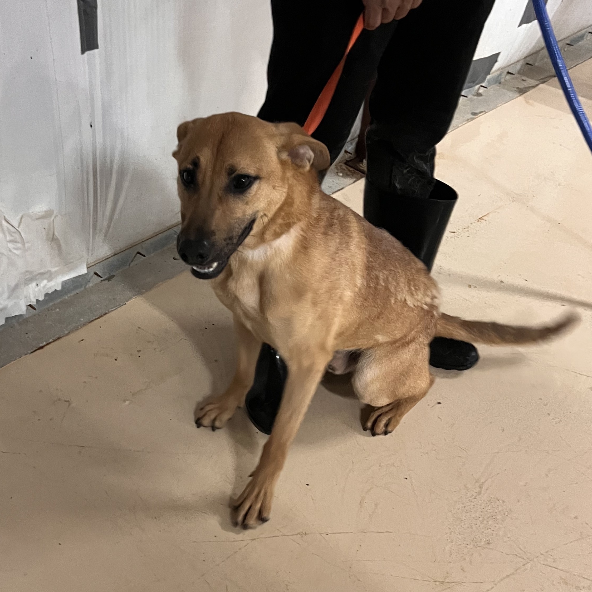 Enlarge Bambam, a Adoptable mixed breed in Portland, OR image 5/12