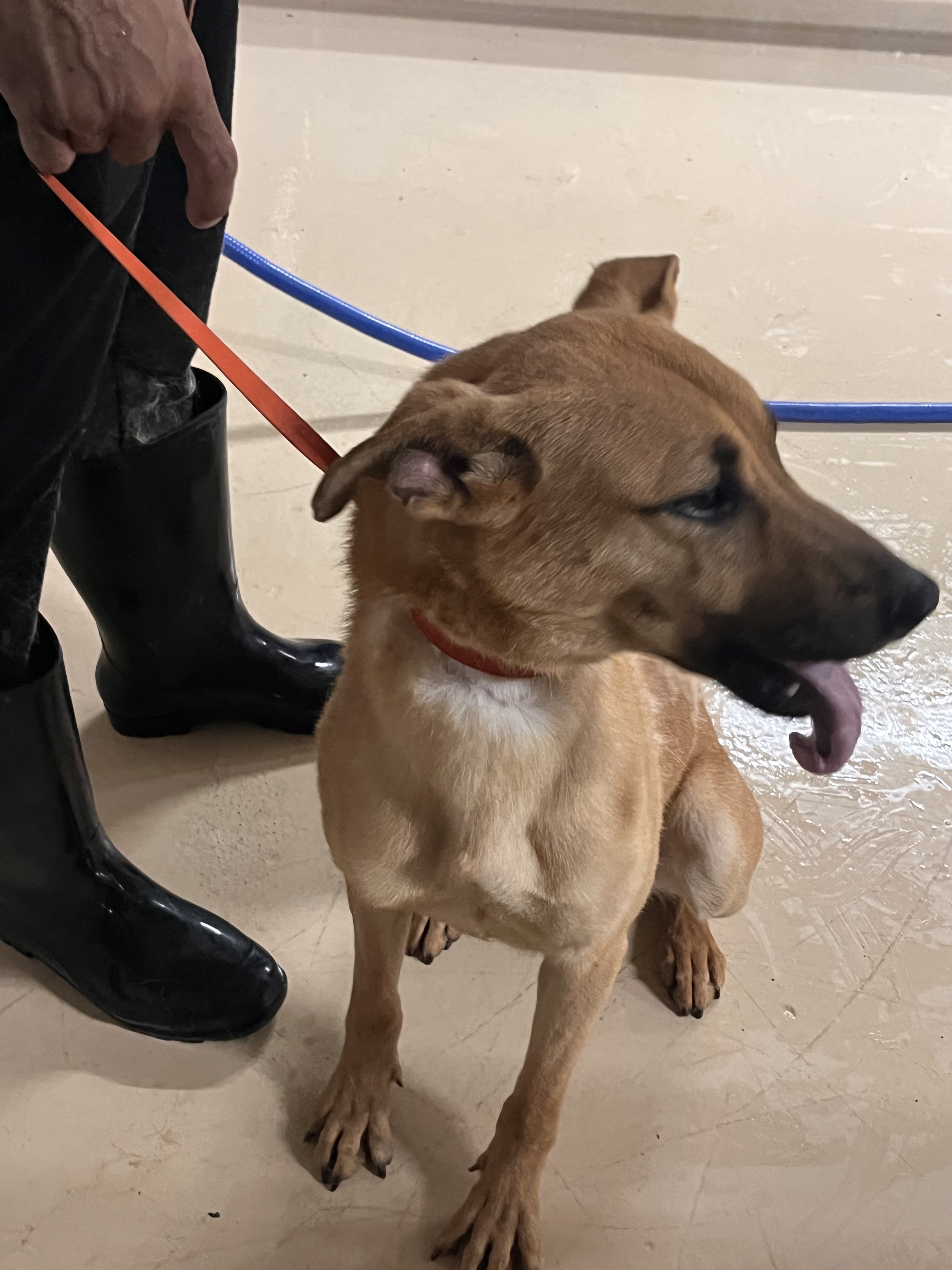 Enlarge Bambam, a Adoptable mixed breed in Portland, OR image 6/12