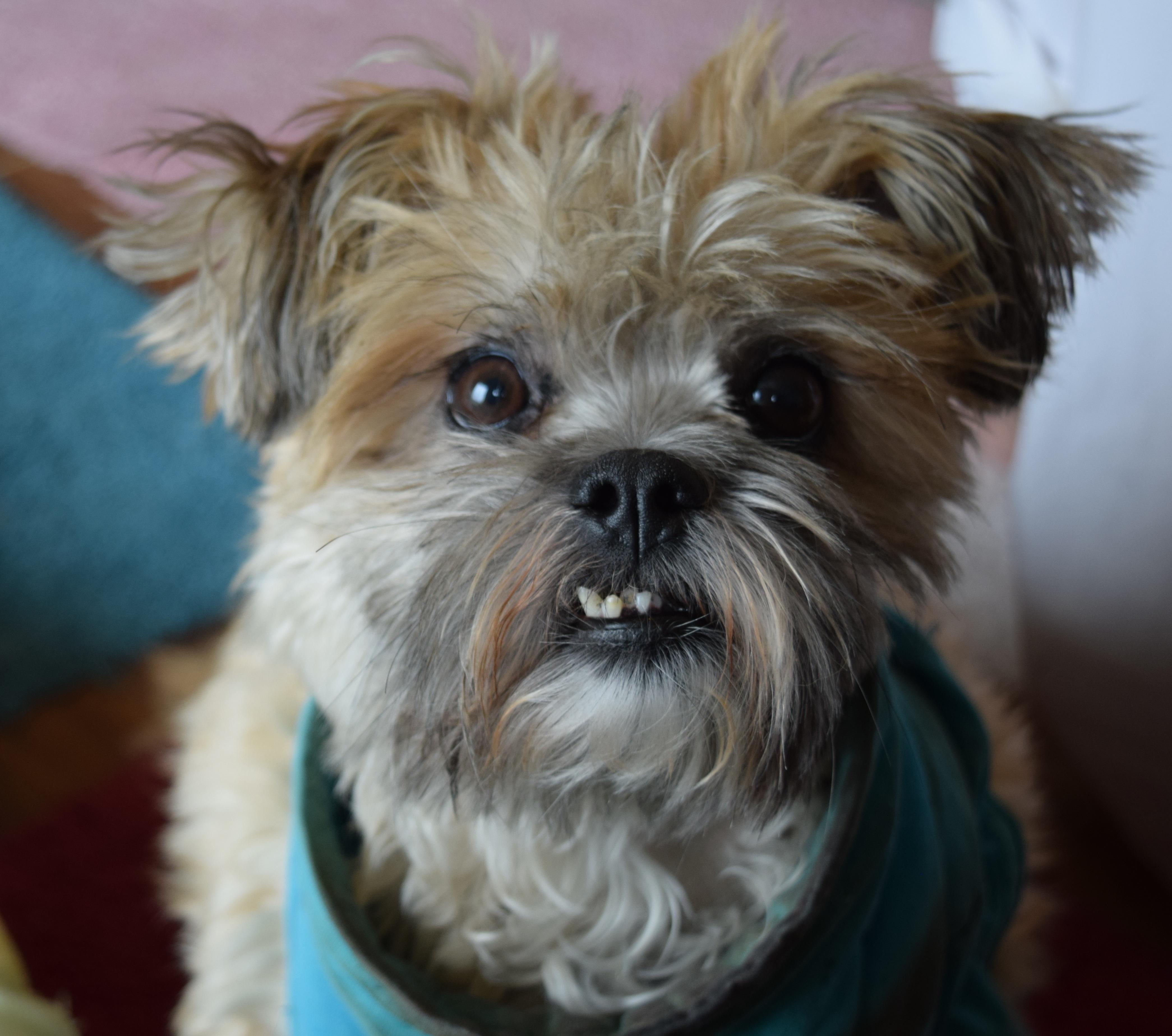Enlarge Bella, a Adopted Shih Tzu in Rosalia, KS image 1/6